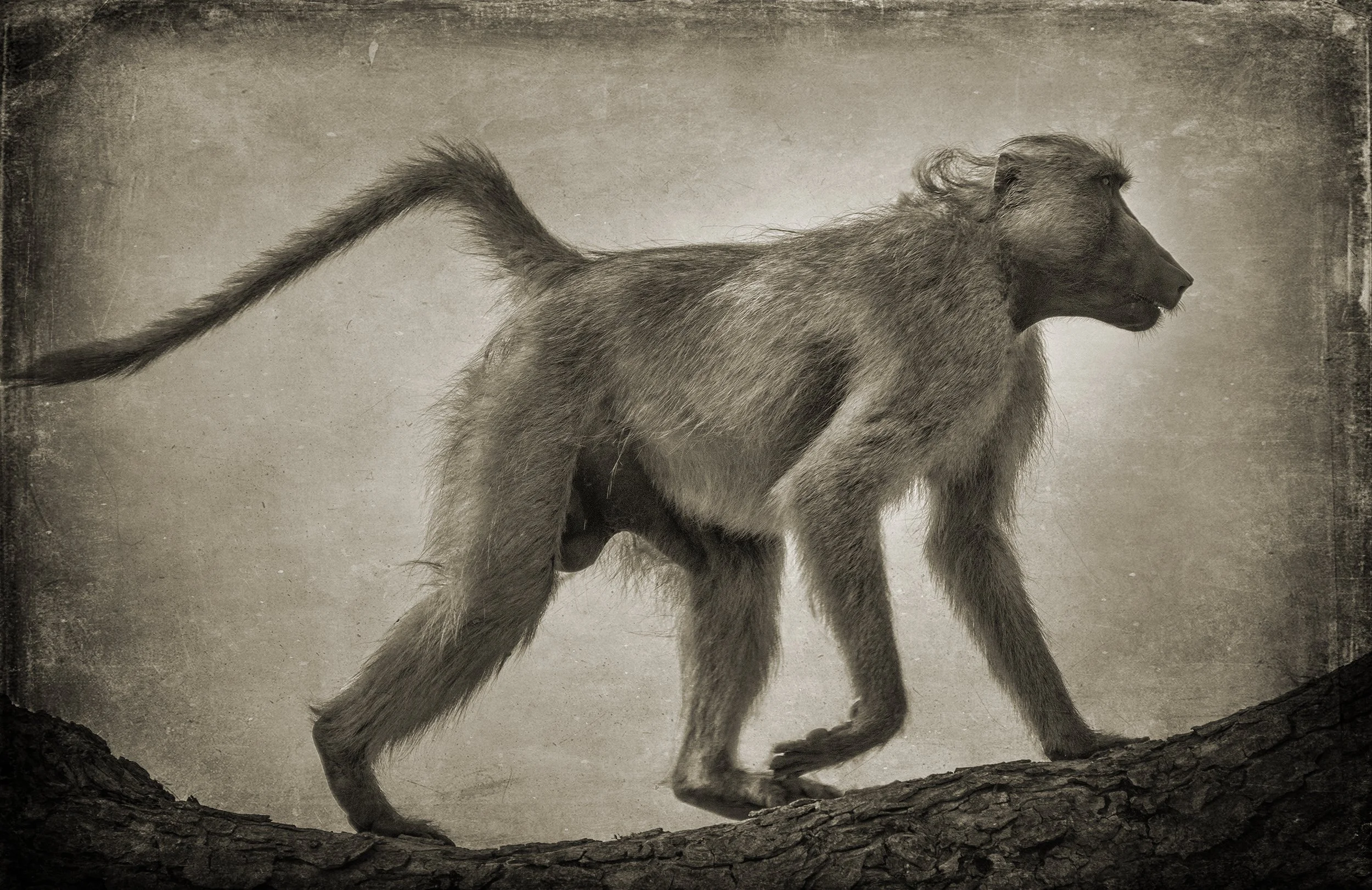 PenRod_Baboon Walking on Tree Limb.jpg