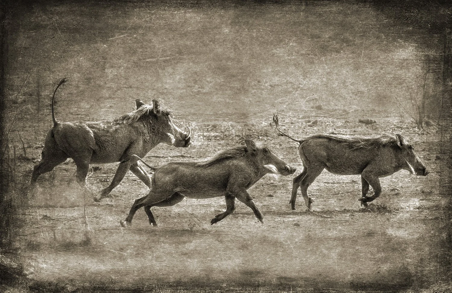 PenRod_Warthogs On The Run.jpg