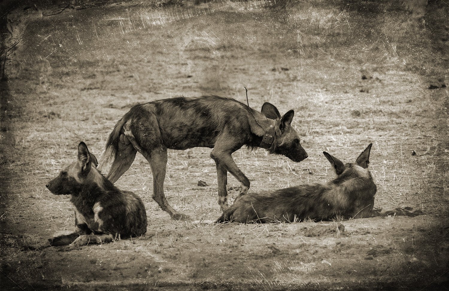 PenRod_Wild Dogs In A Circle.jpg