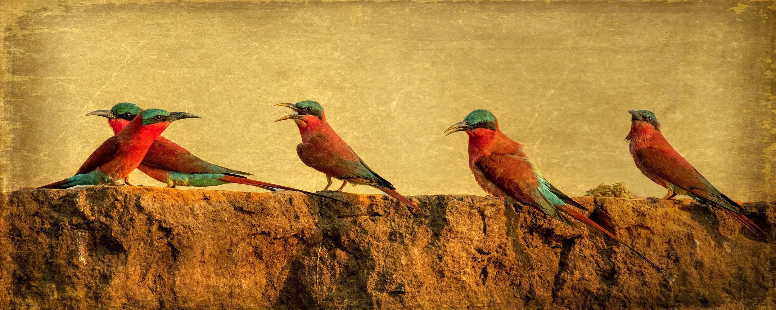 PenRod_Row of Bee-Eaters.jpg