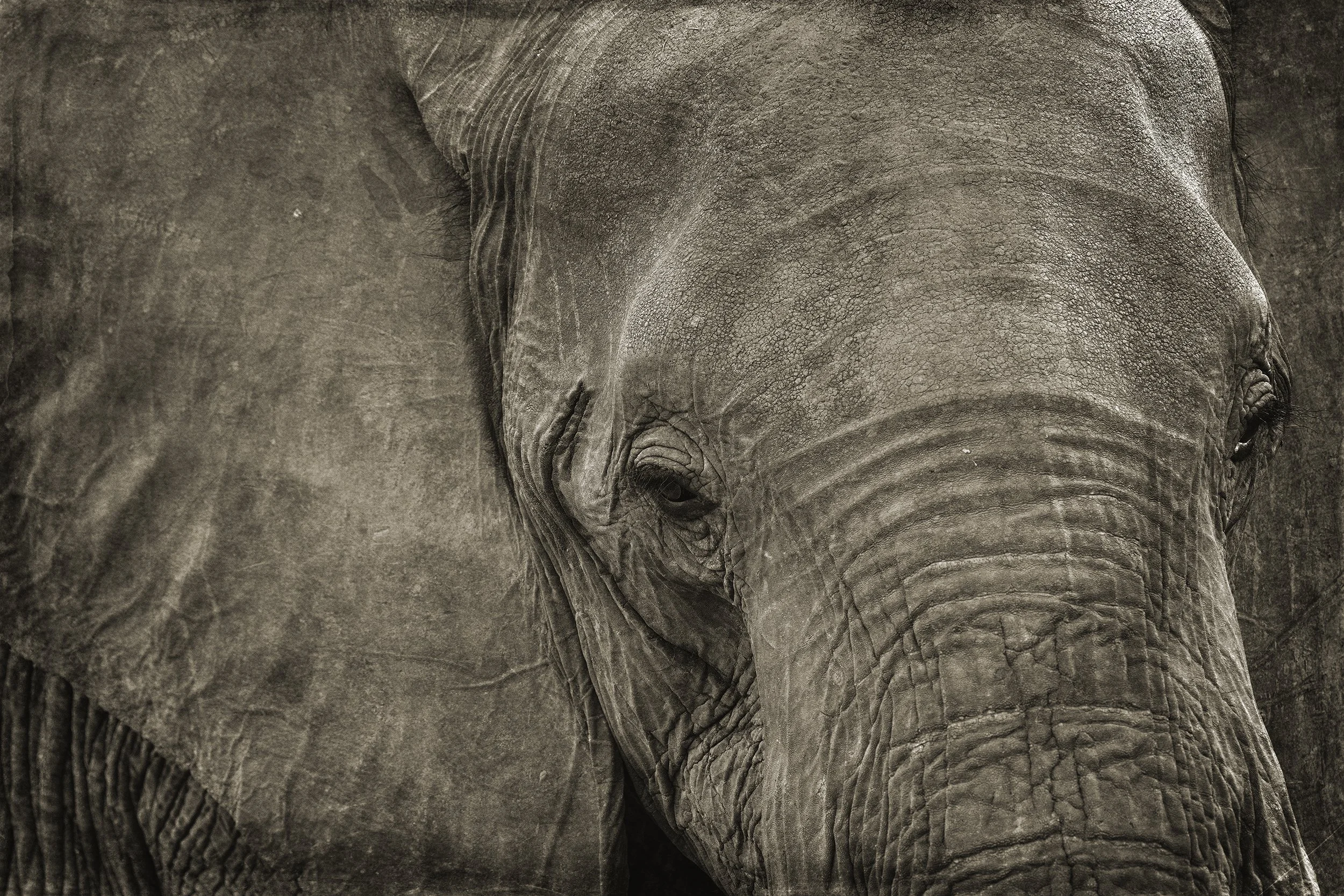PenRod_Sad Elephant.jpg