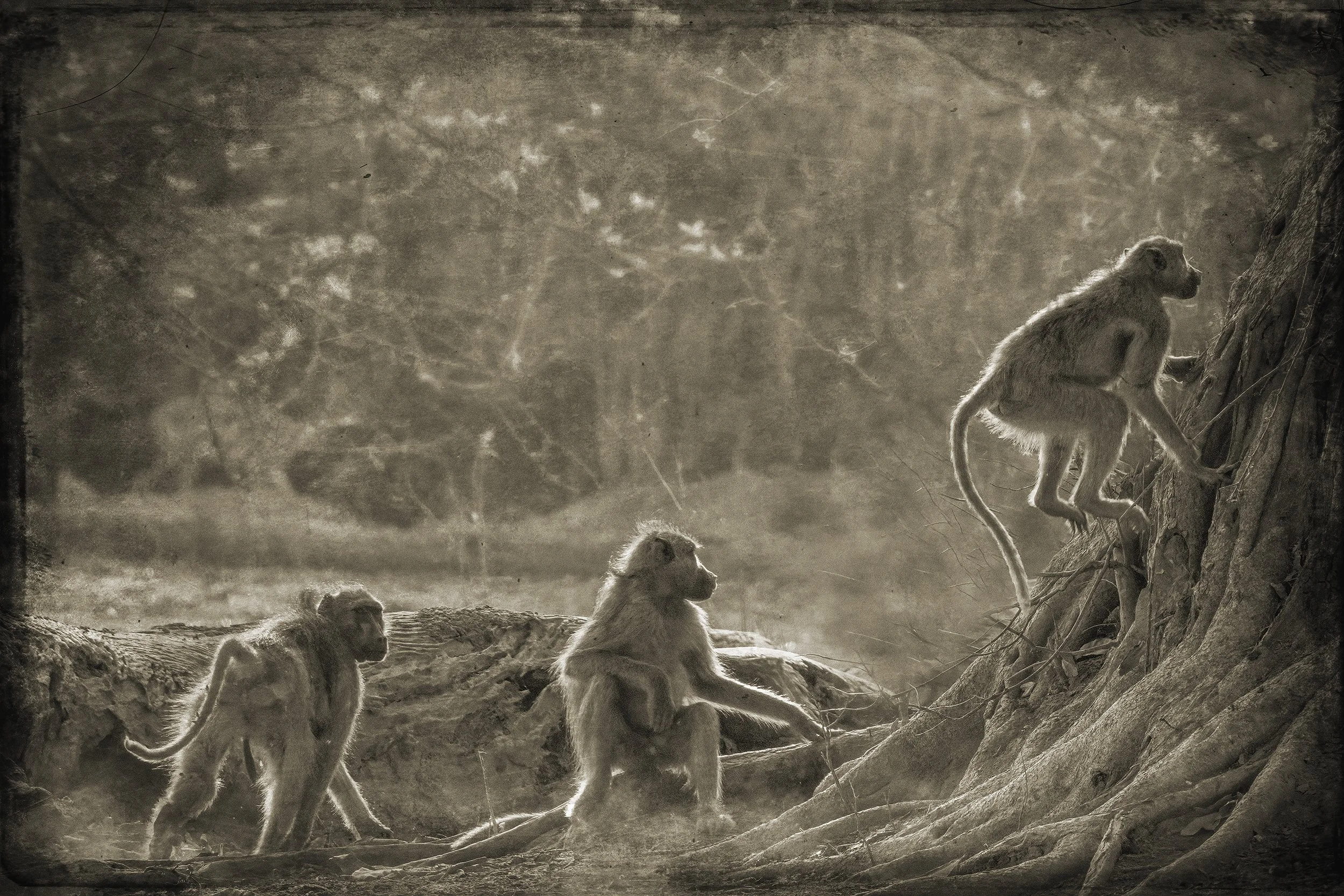 PenRod_Three Baboons with a Log .jpg