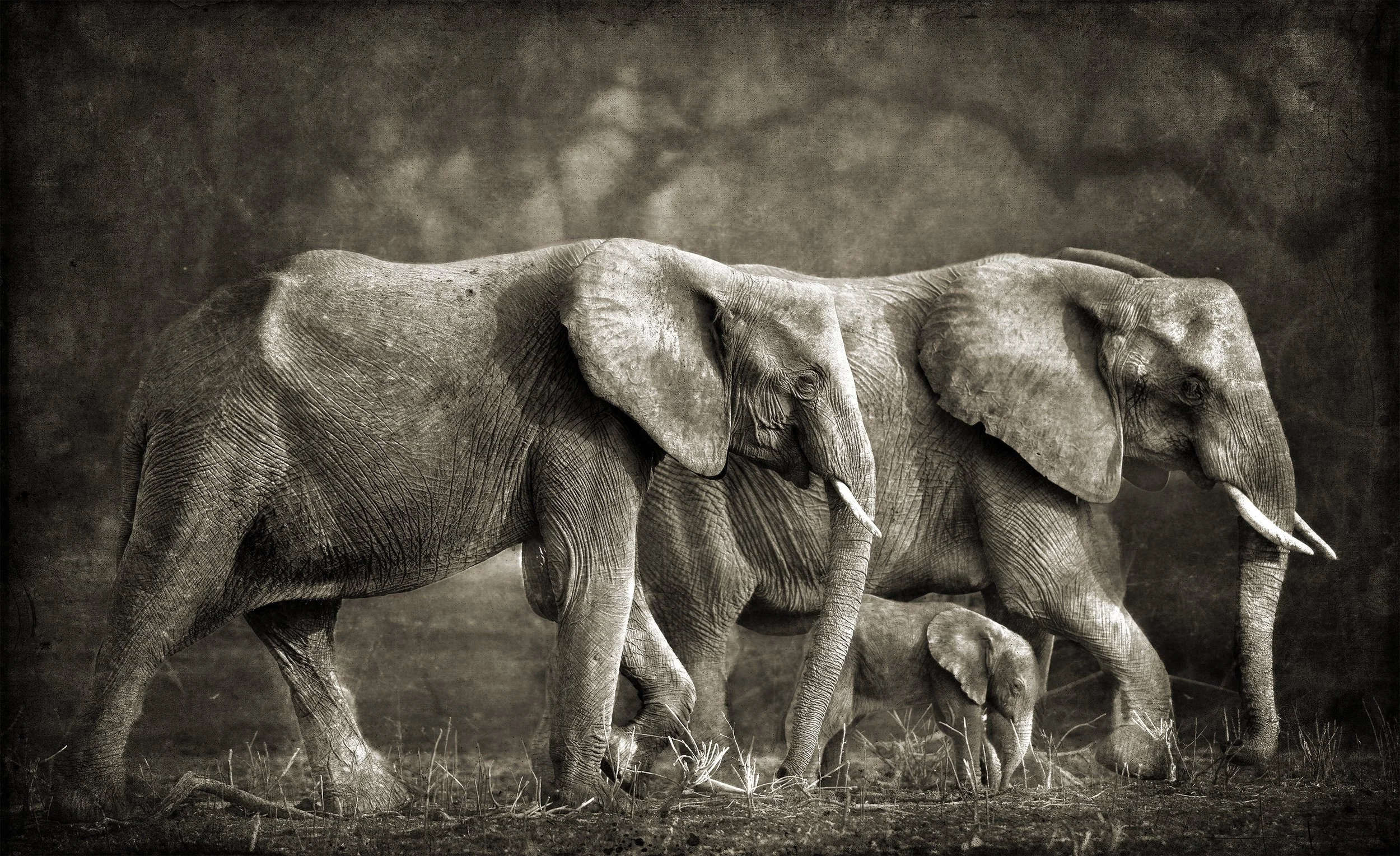 PenRod_Three Elephants in ProfileLarge.jpg