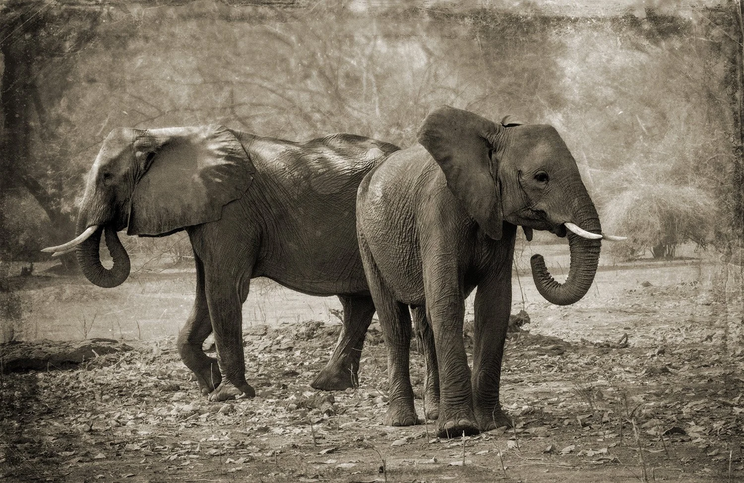 PenRod_Two Elephants.jpg