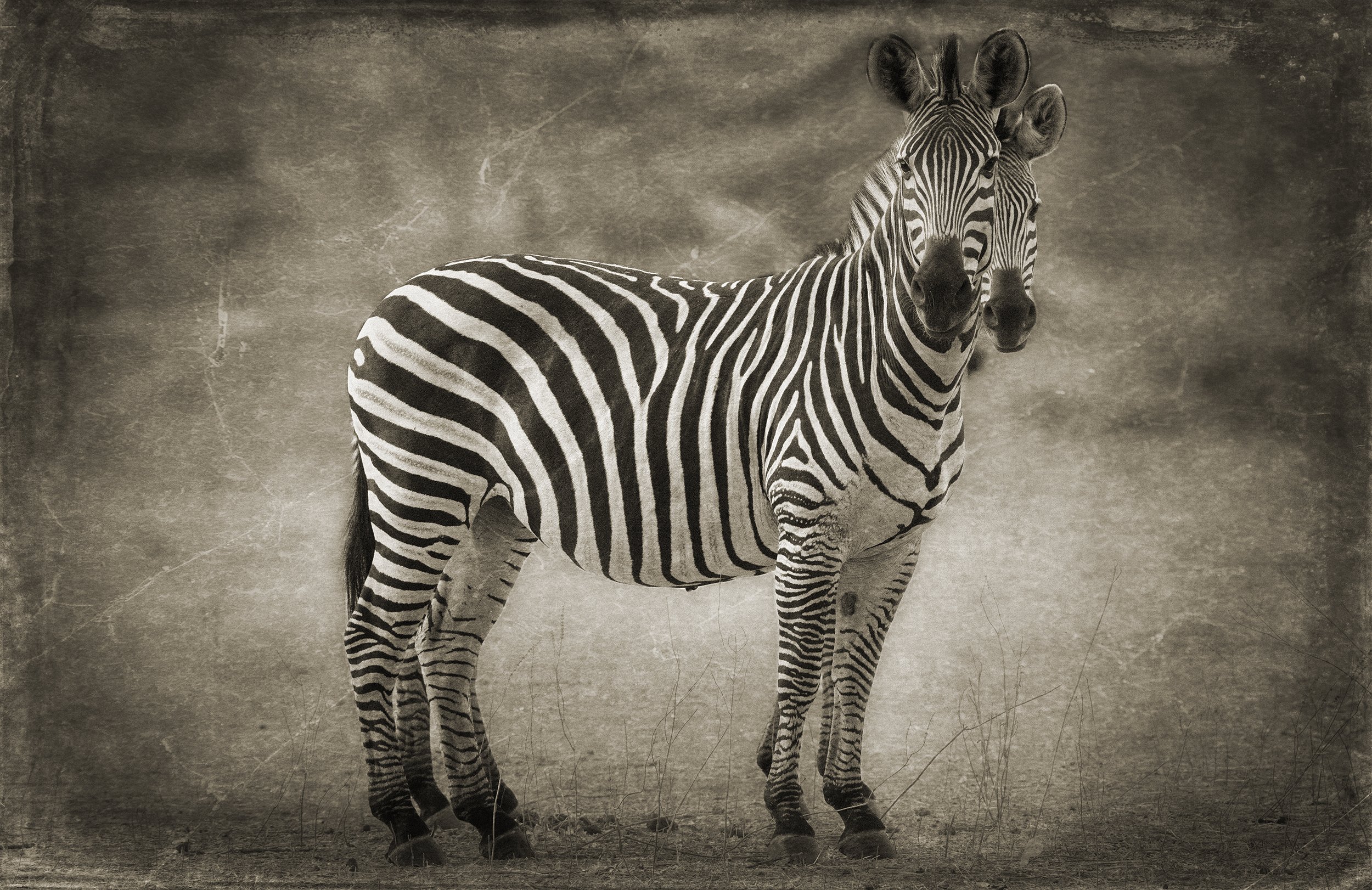PenRod_Two Headed Zebra.jpg