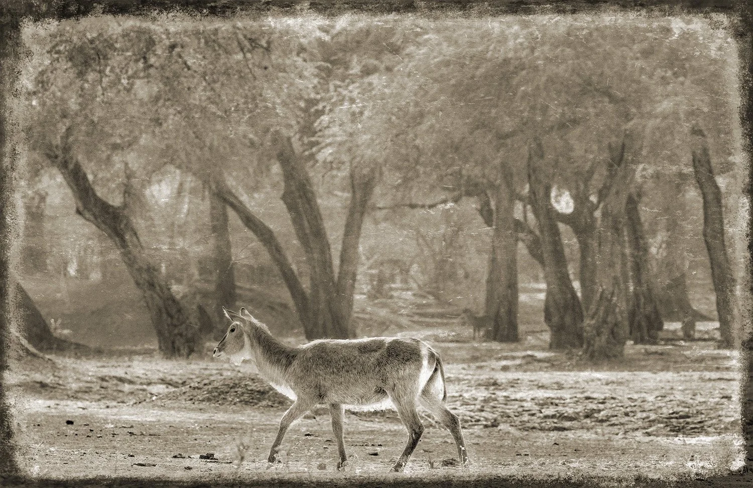PenRod_Walk In The Woods_.jpg