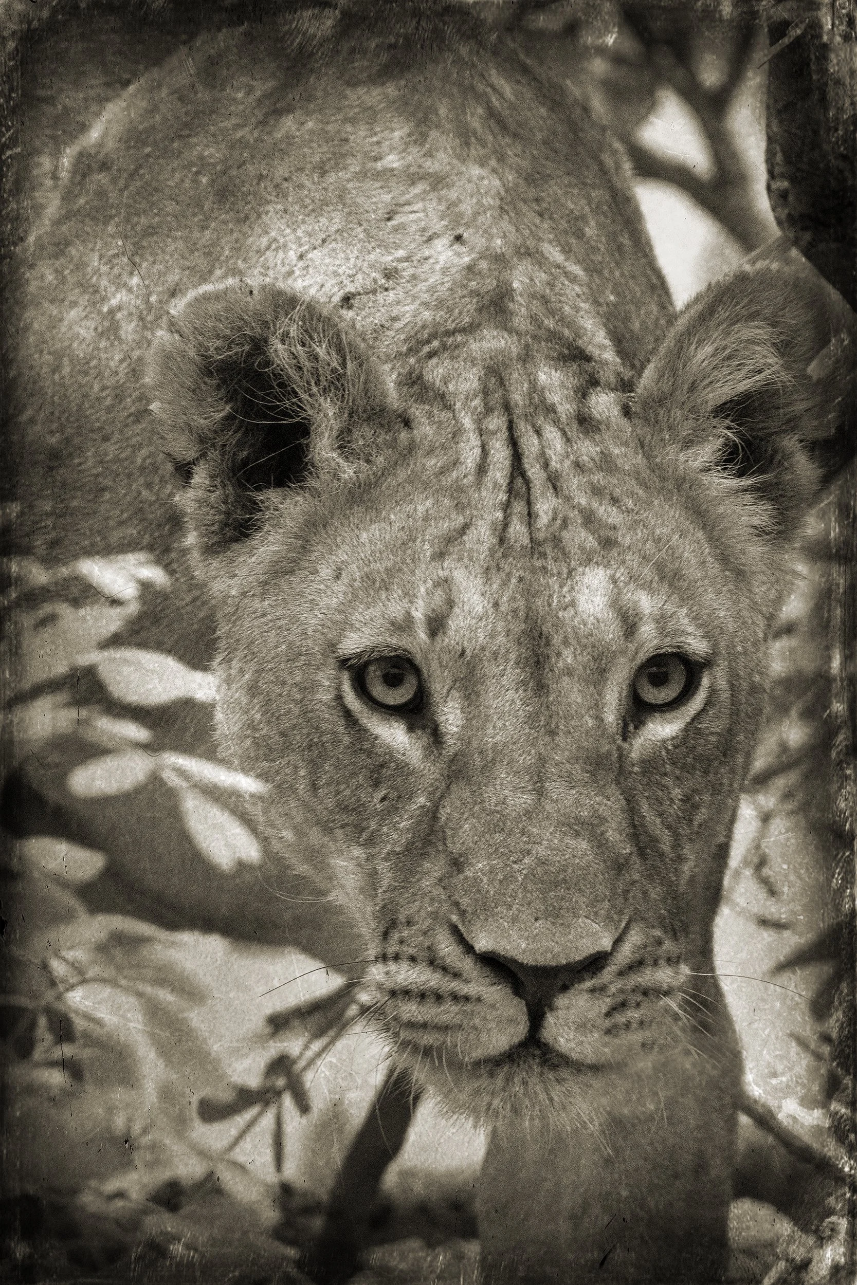 PenRod_Lion Stalking in Tree.jpg