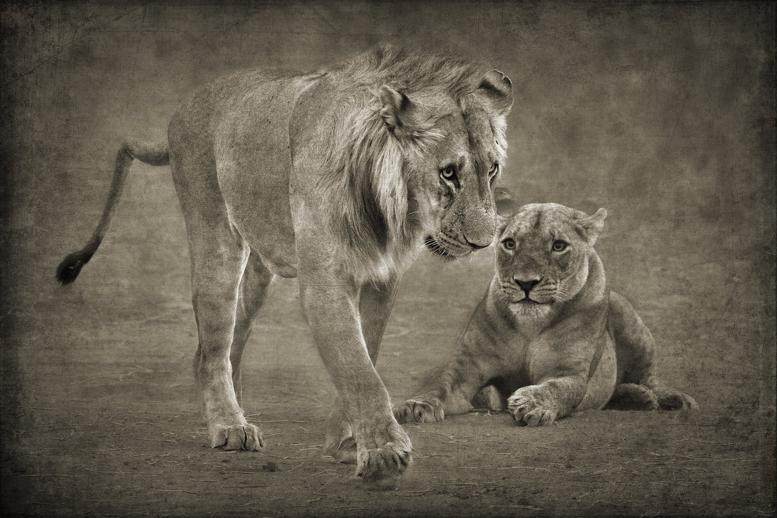 PenRod_Lion with Broken Tail.jpg