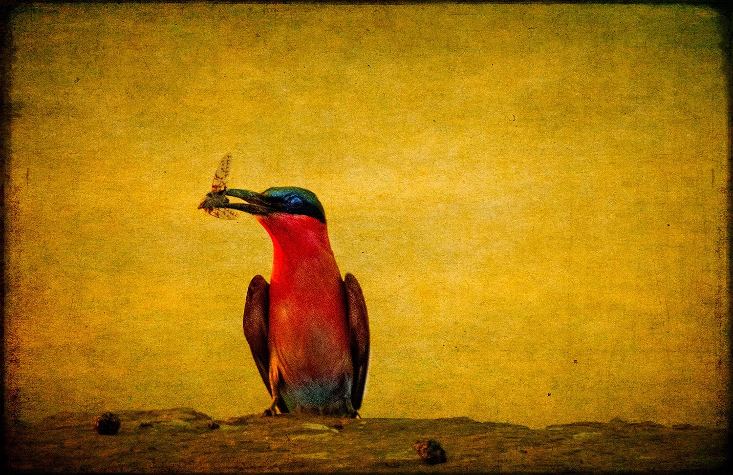 PenRod_Mana Pools Bee-Eater With Insect.jpg
