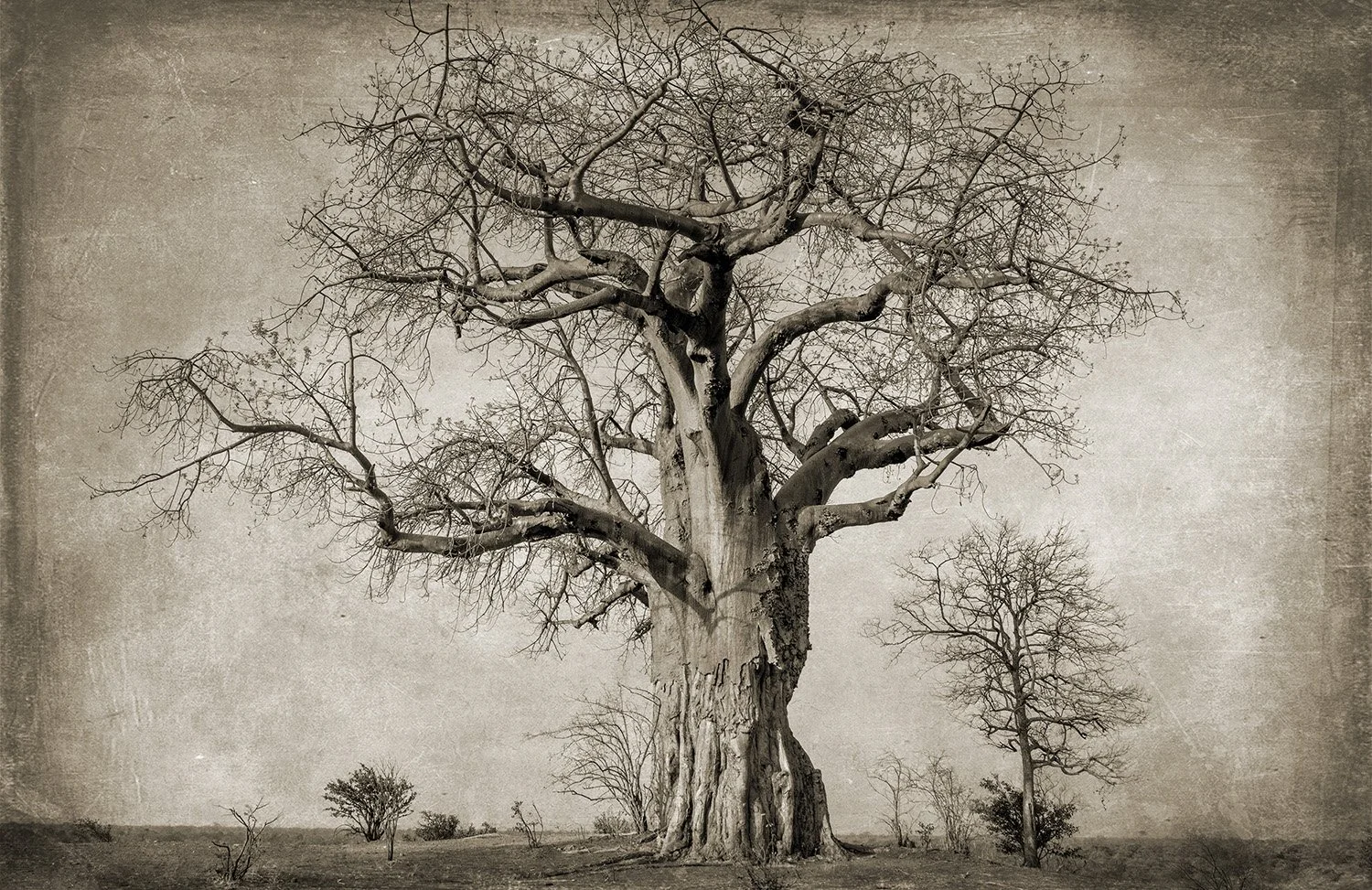 PenRod_BaoBab Tree.jpg