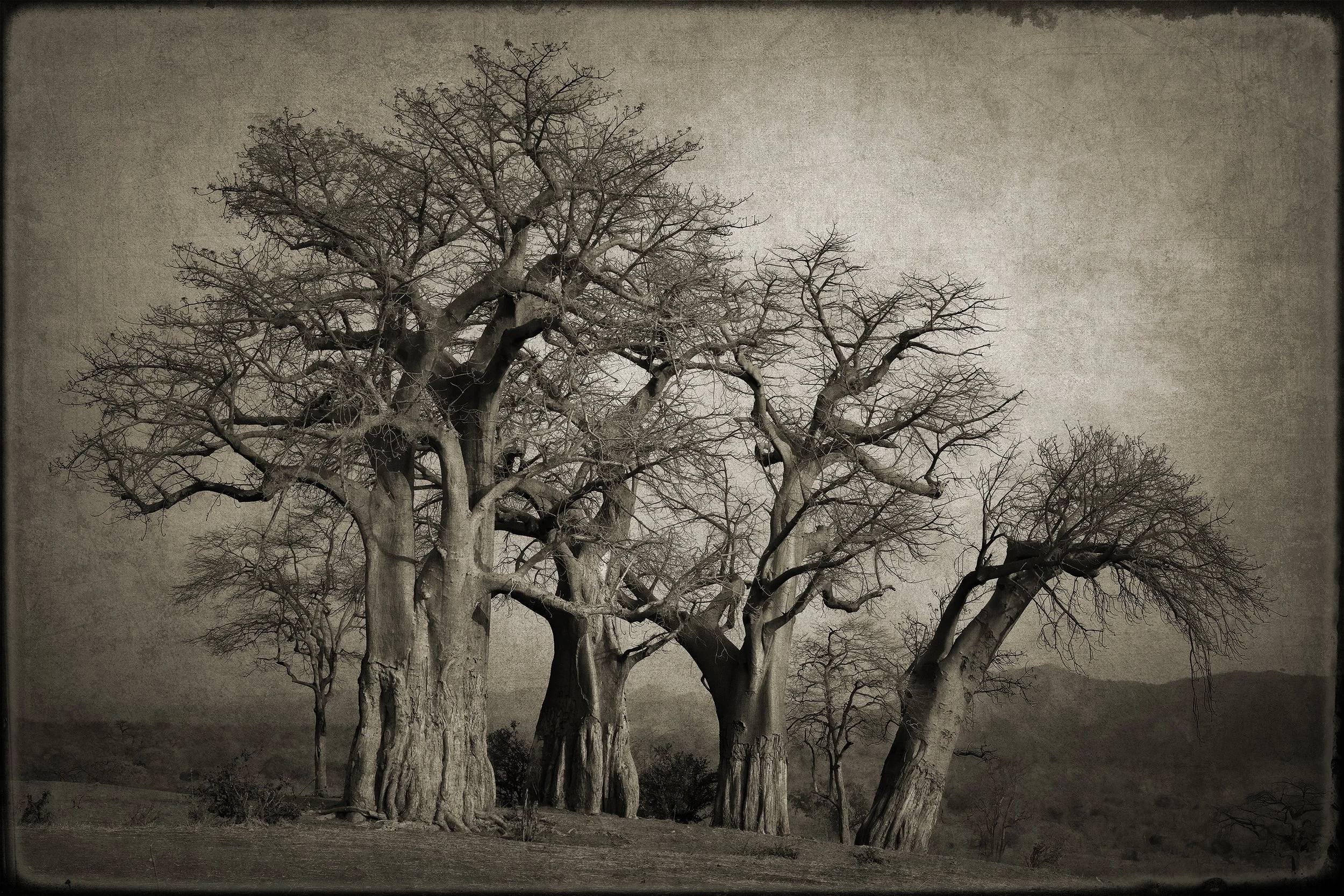 PenRod_Baobab Trees.jpg
