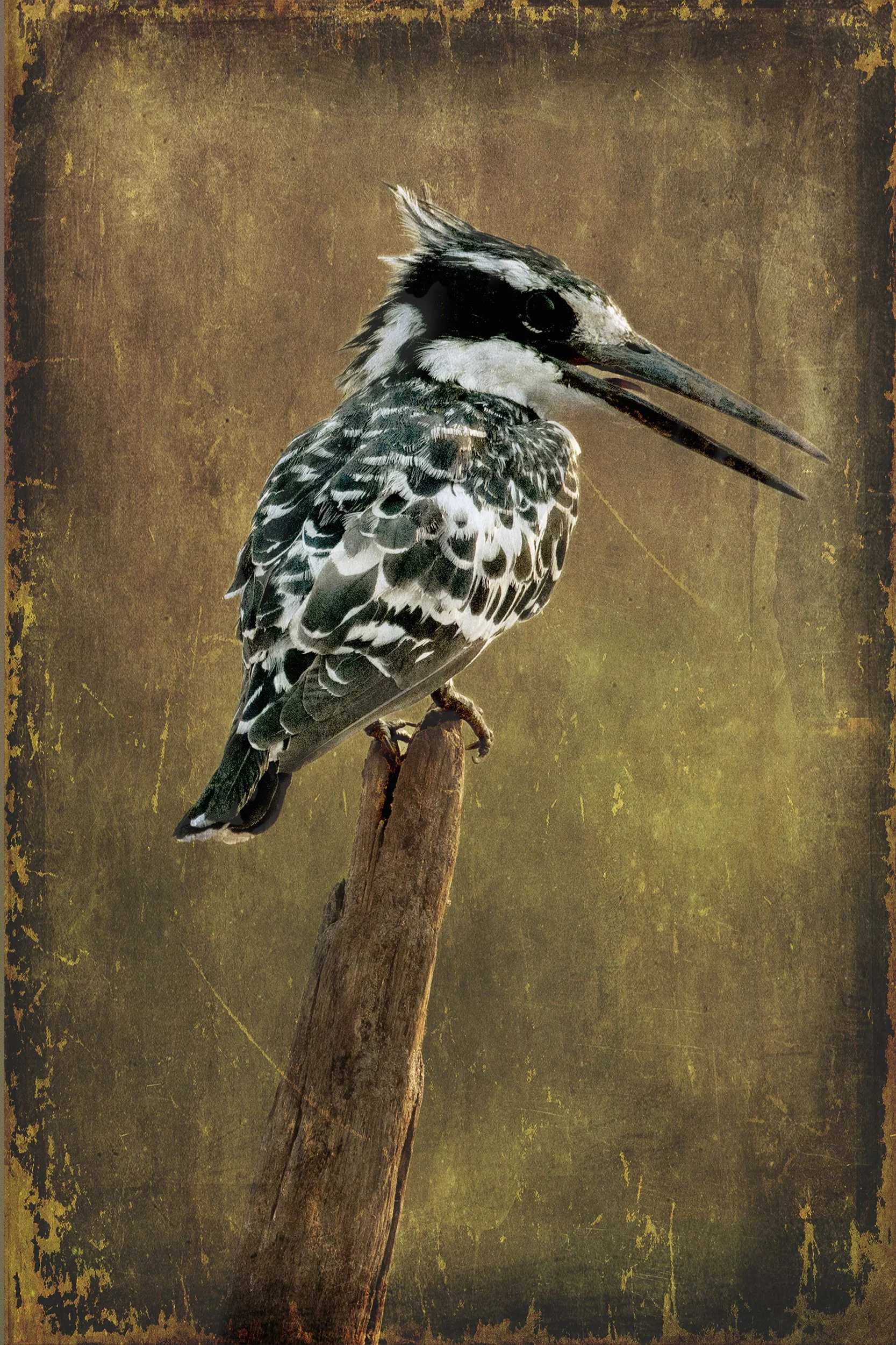 PenRod_Black and White Bird.jpg