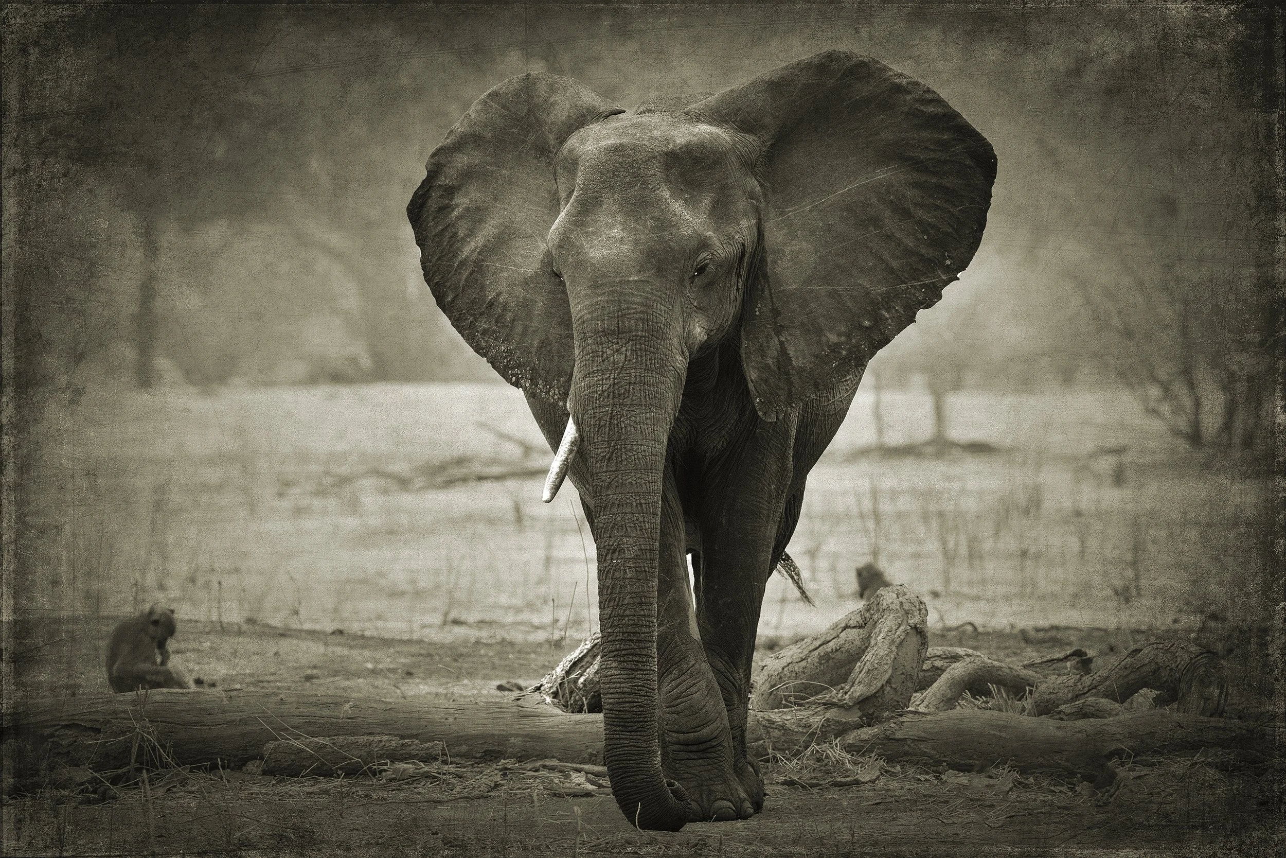 PenRod_Bull with One Tusk.jpg