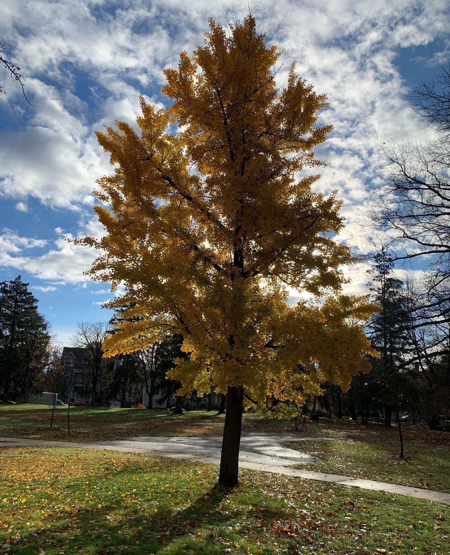 TODAY is for⁠
1. kicking thru leaves in the park⁠
2. getting inspired from artists work at KLG⁠
3. attend the opening reception at 2pm⁠
4. jam with other musicians at 5pm⁠
.⁠
.⁠
.⁠
.⁠
.⁠
#kehlerliddellgallery #newhavenart #artscouncilnewhaven #wvra  