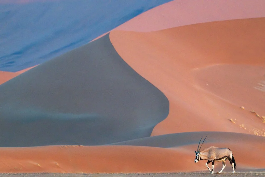 Out of Africa is a photography series by gallery member Sven Martson and it runs until June 28. ⁠
⁠
The Opening Reception is THIS SUNDAY, May 31, 2-5pm with a 3pm artists' talk. Our opening receptions free of cost. All are welcome⁠
.⁠
.⁠
.⁠
.⁠
.⁠
#ke