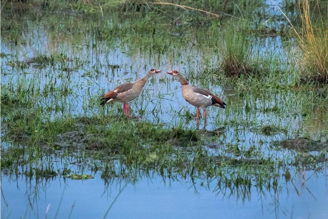 Egyptian Geese by Sven Martson⁠
⁠
Out of Africa, Sven Martson: ⁠
Standing in the savannahs of East Africa and the arid landscapes of⁠
Namibia, Martson&rsquo;s trips to Africa have been life-changing, giving him a sense of connection to the roots of h