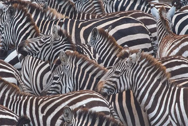 tightly-grouped zebras seen as sea of black and white stripes