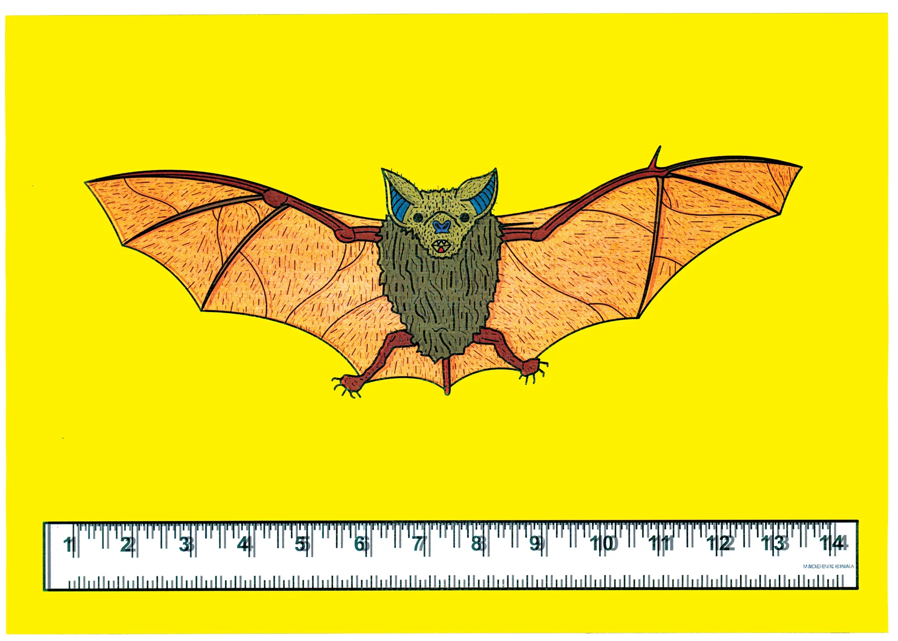 bat.jpg