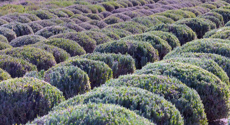 photo_gallery_lavender-field__large.jpg