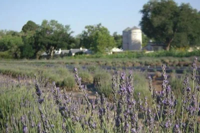 Lavender-Lovers-Amenity-Upgrade.jpg