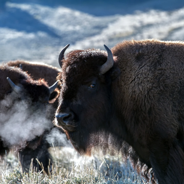 Being the Buffalo: Running Toward the Storm
