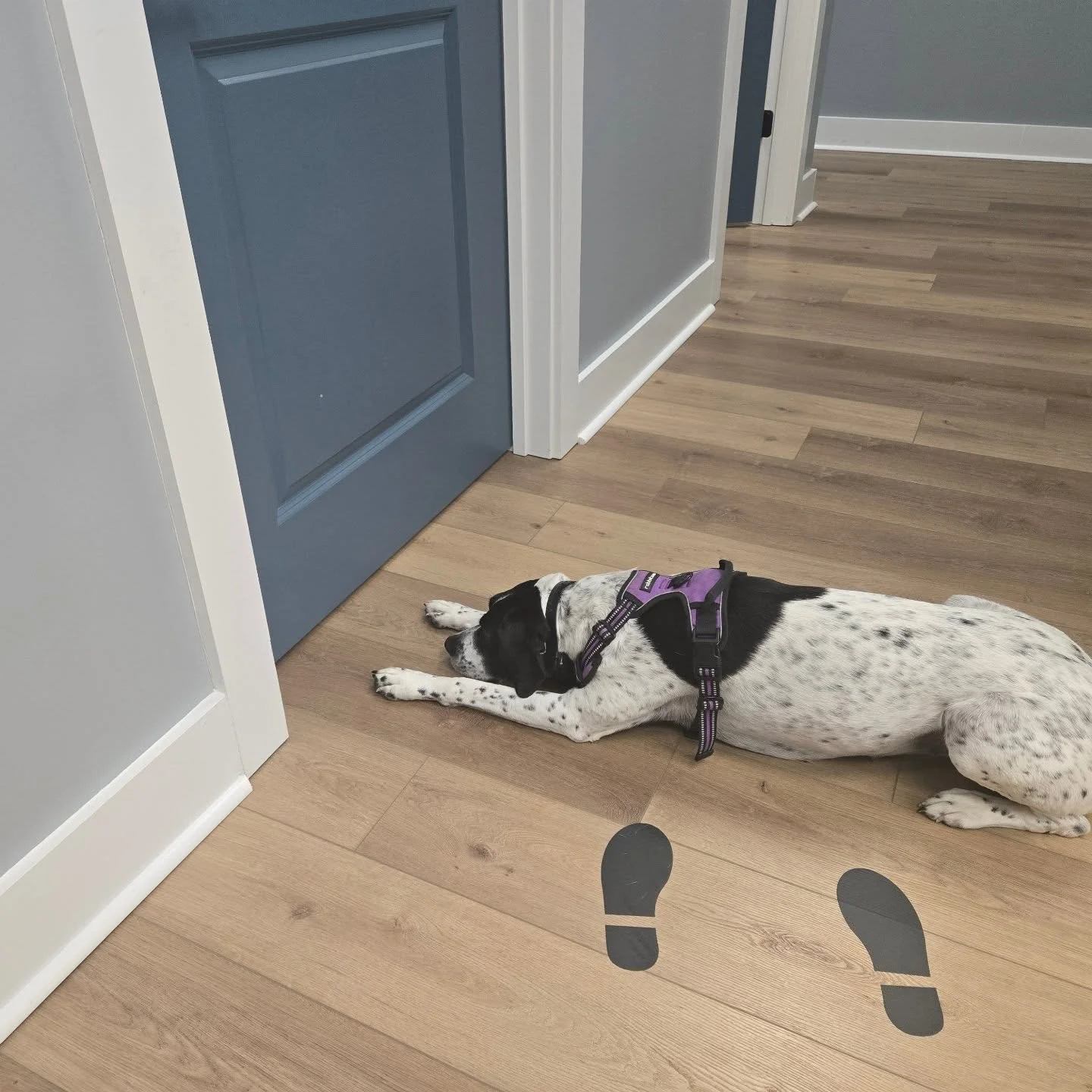 Waiting patiently outside the eval room for one of her favorite patients — Scout is always ready to brighten someone’s day 🐾❤️