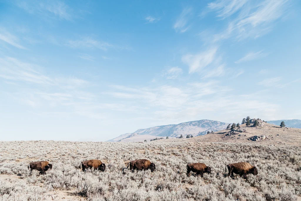 "My first time in Yellowstone was filled with foggy mornings and cool crisp nights. It was a perfectly cozy way to spend an October weekend out West with one of my best adventuring gal-pals and both of us were amazed at the variety of wildlife and geological features within the park. Yellowstone is unique in that a large number of the main attractions are ADA accessible, allowing visitors of all physical abilities to get up close and personal to some of nature’s biggest wonders. While my friend and I did not always utilize the ramps, their presence was a kind reminder that everyone has a right and a need to experience the beauty and awe of the wilderness."