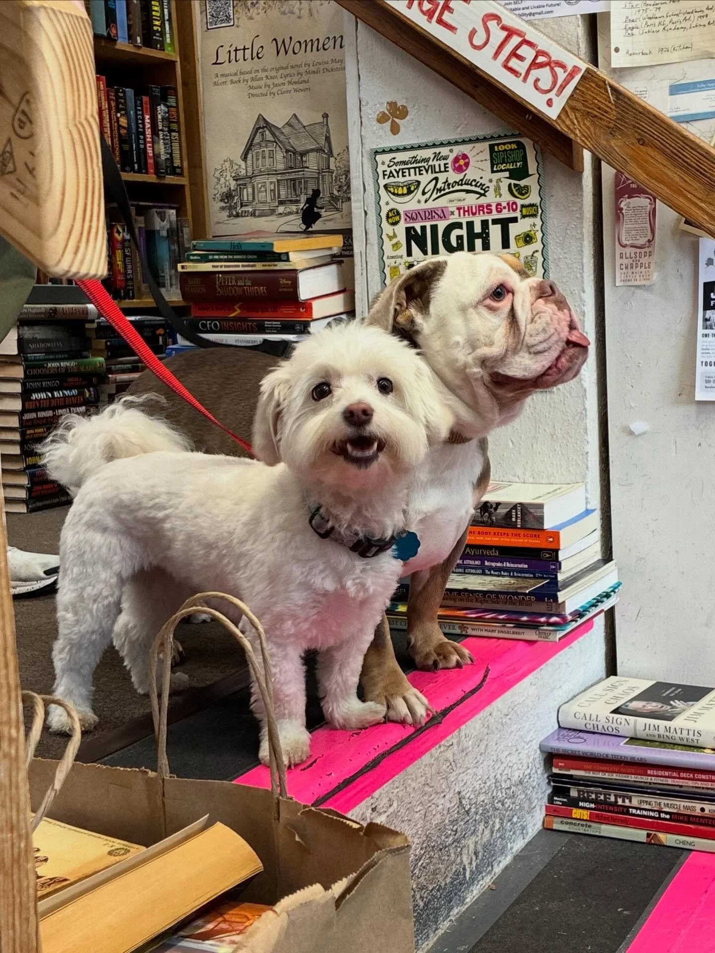 Lolla and Astrid waiting patiently for their treats 🐶