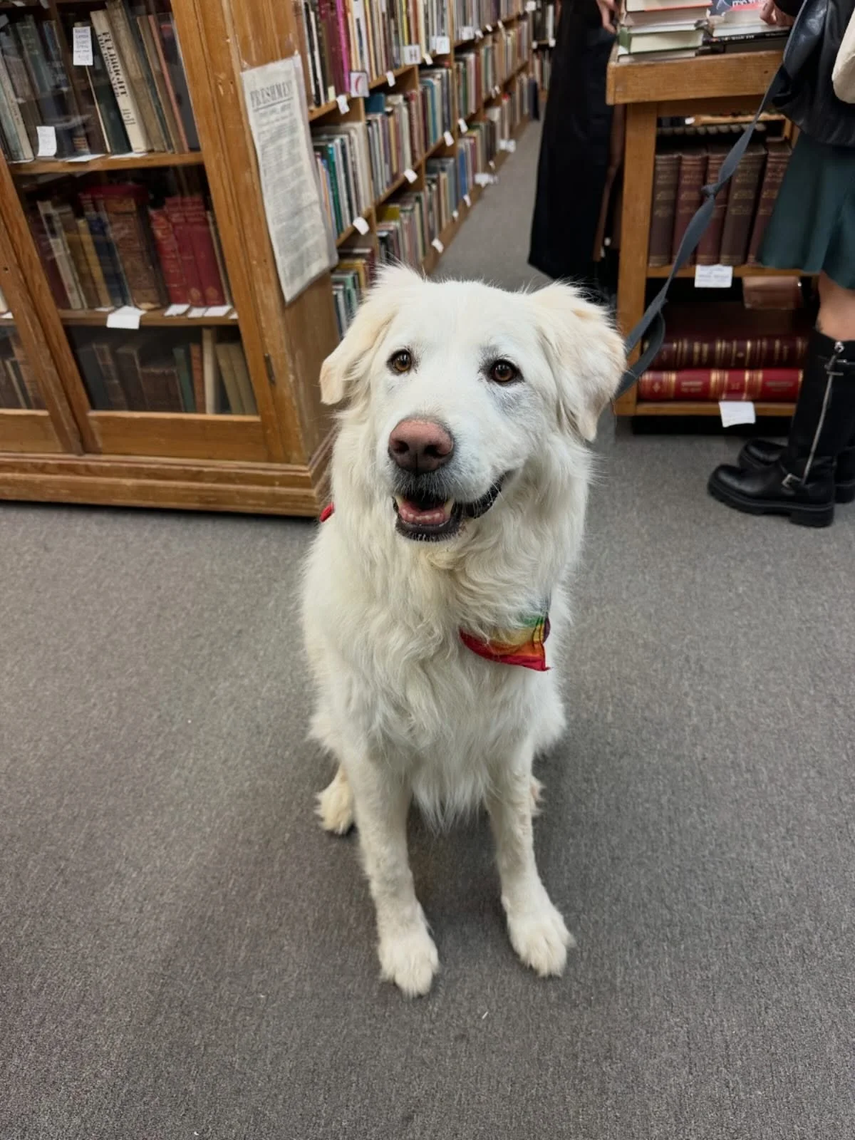 Margo stopped by last weekend and was a very cool dog