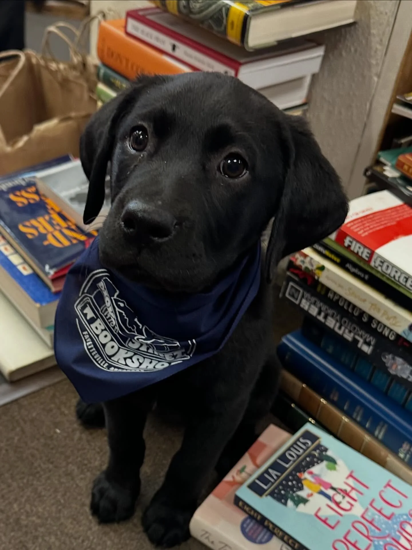 Check out little Millie modeling our new bandanas! Such a sweet and pretty girl😍 Small $5, Large $7. Come on by and get one!