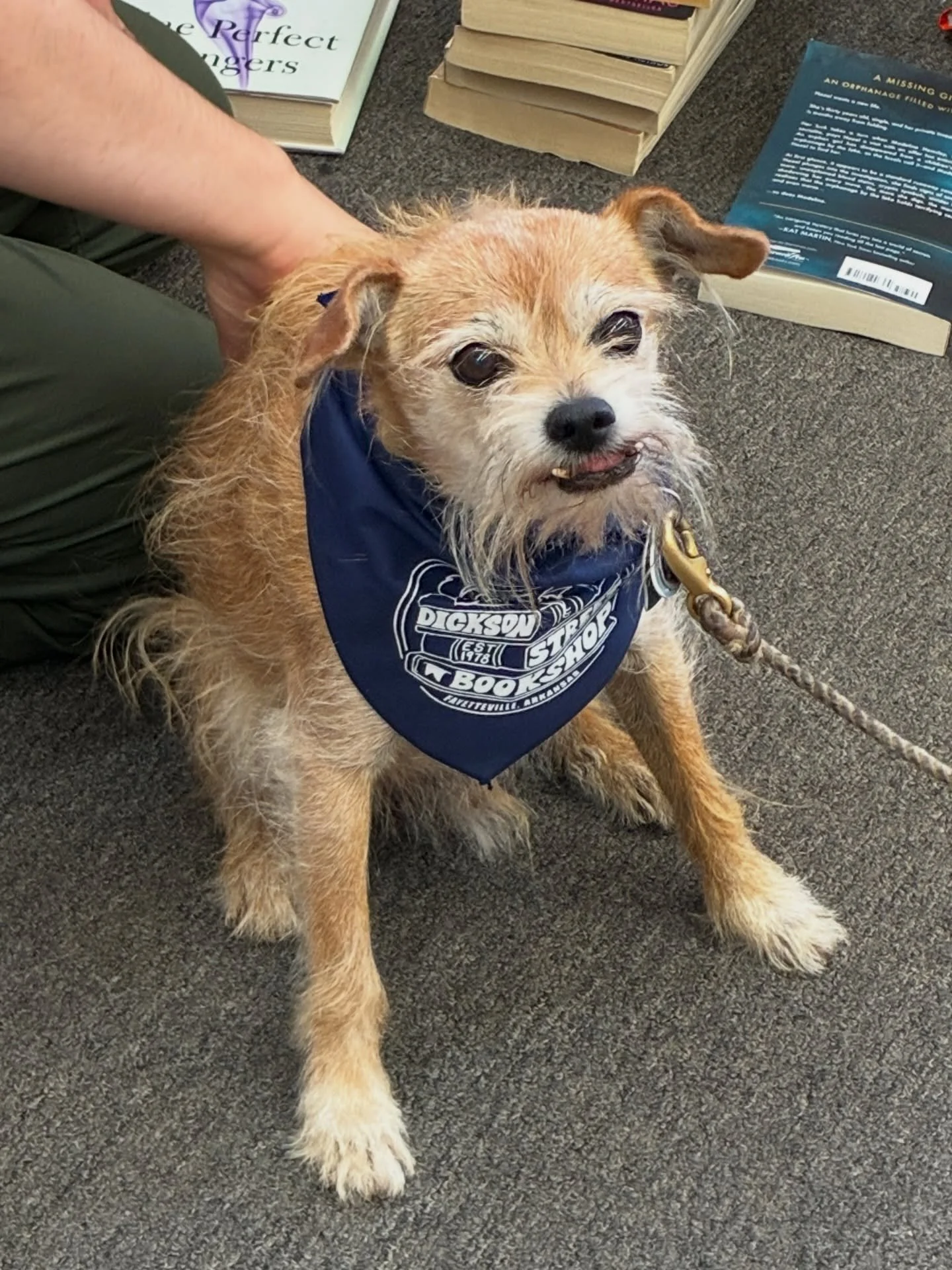 Local celebrity Chippy stopped by for one our bandanas (and tummy scritches)! Small $5, Large $7.