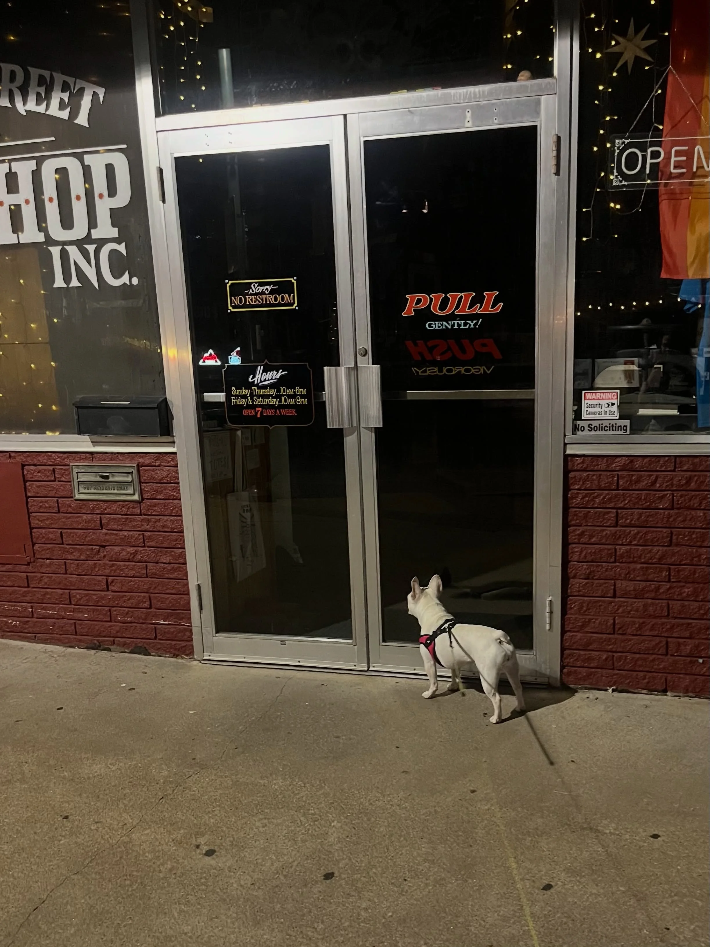 Lollie, a once-a-day visitor, confused about after hours treat availability 🥹