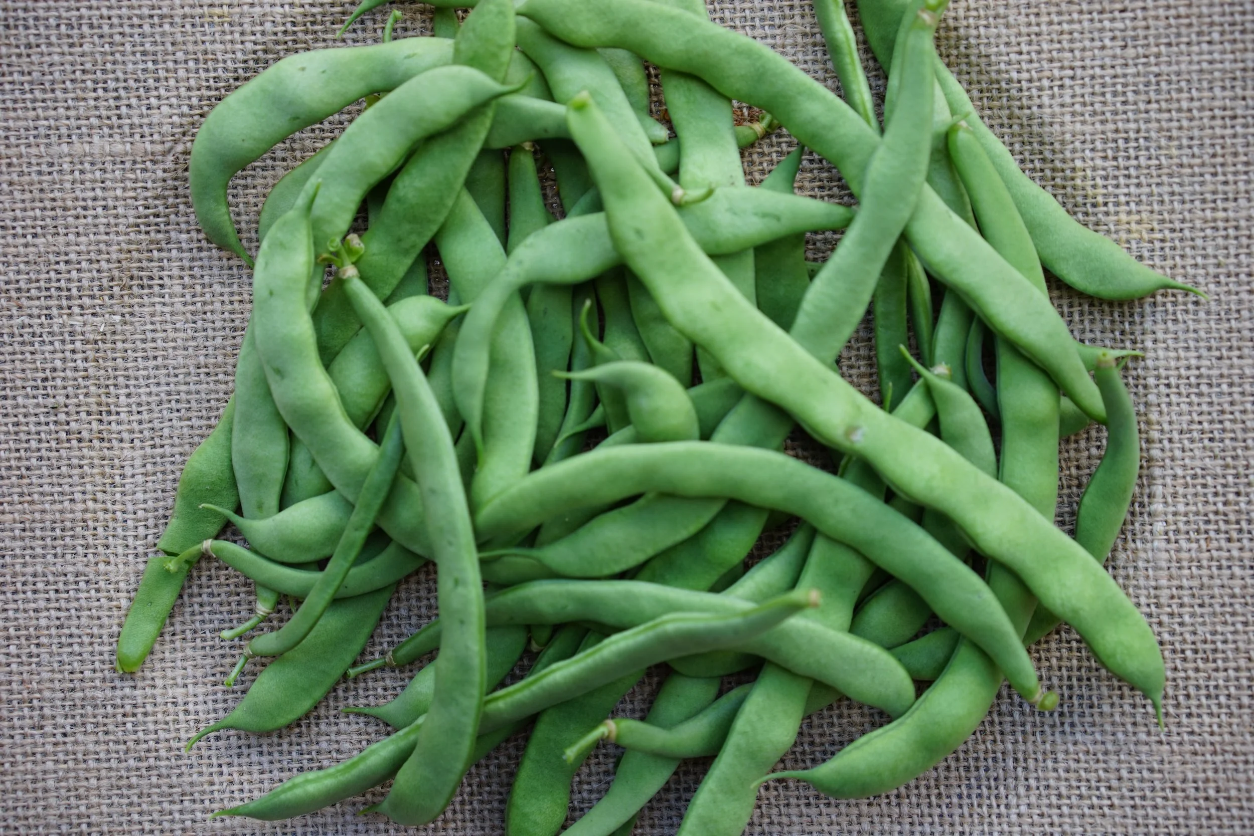 Legumes.jpg