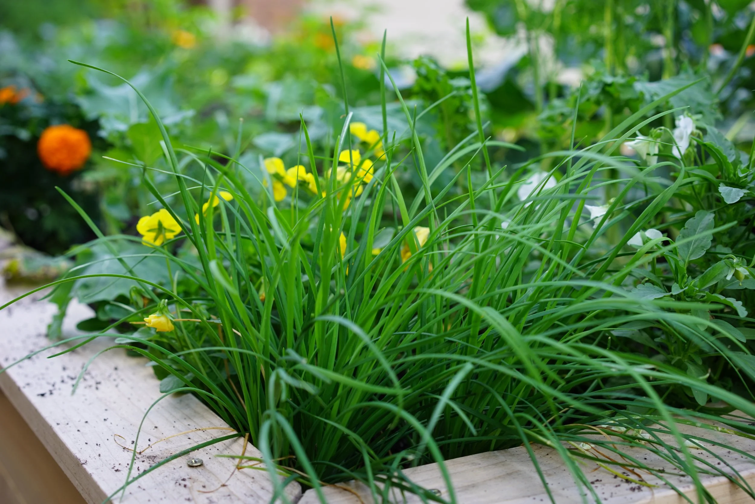 Alliums.jpg