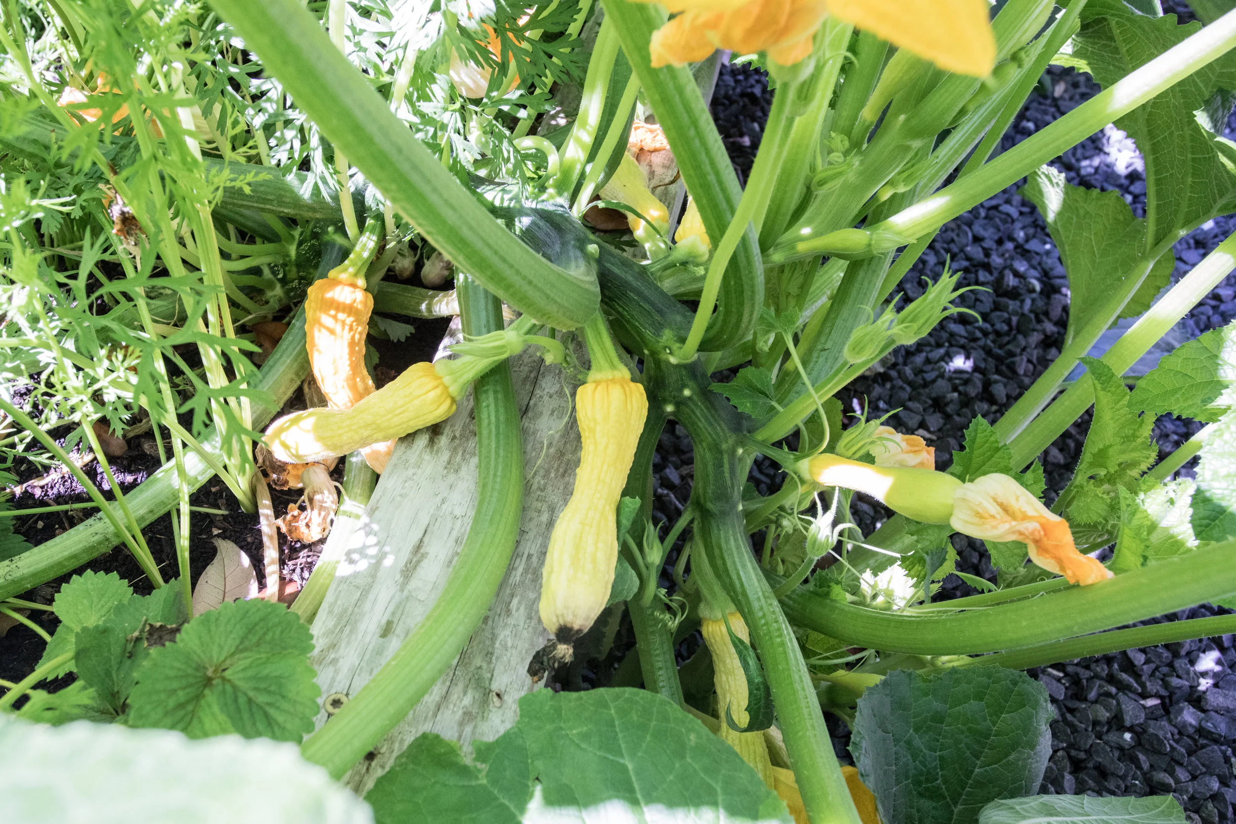 Cucurbit- Spring.jpg