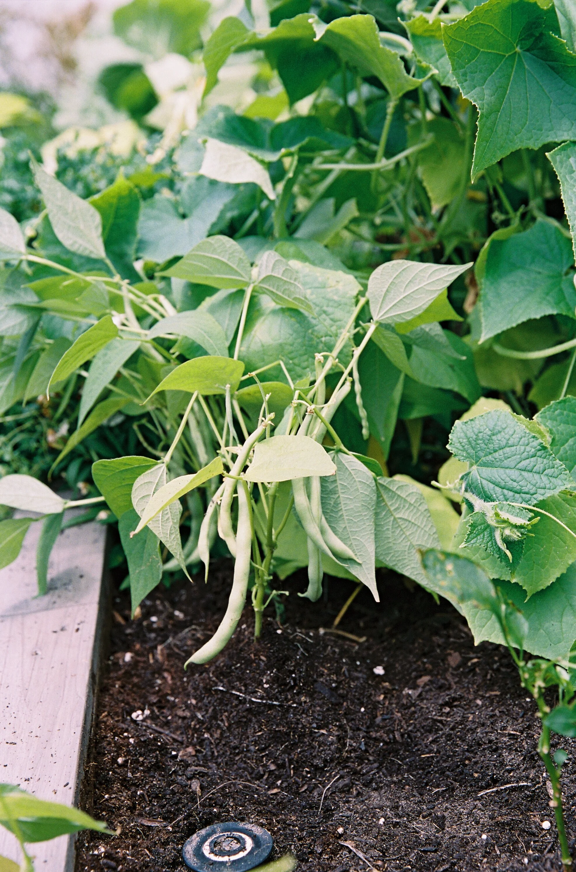 How to Grow Organic Bush Beans in Houston Texas — Rooted Garden