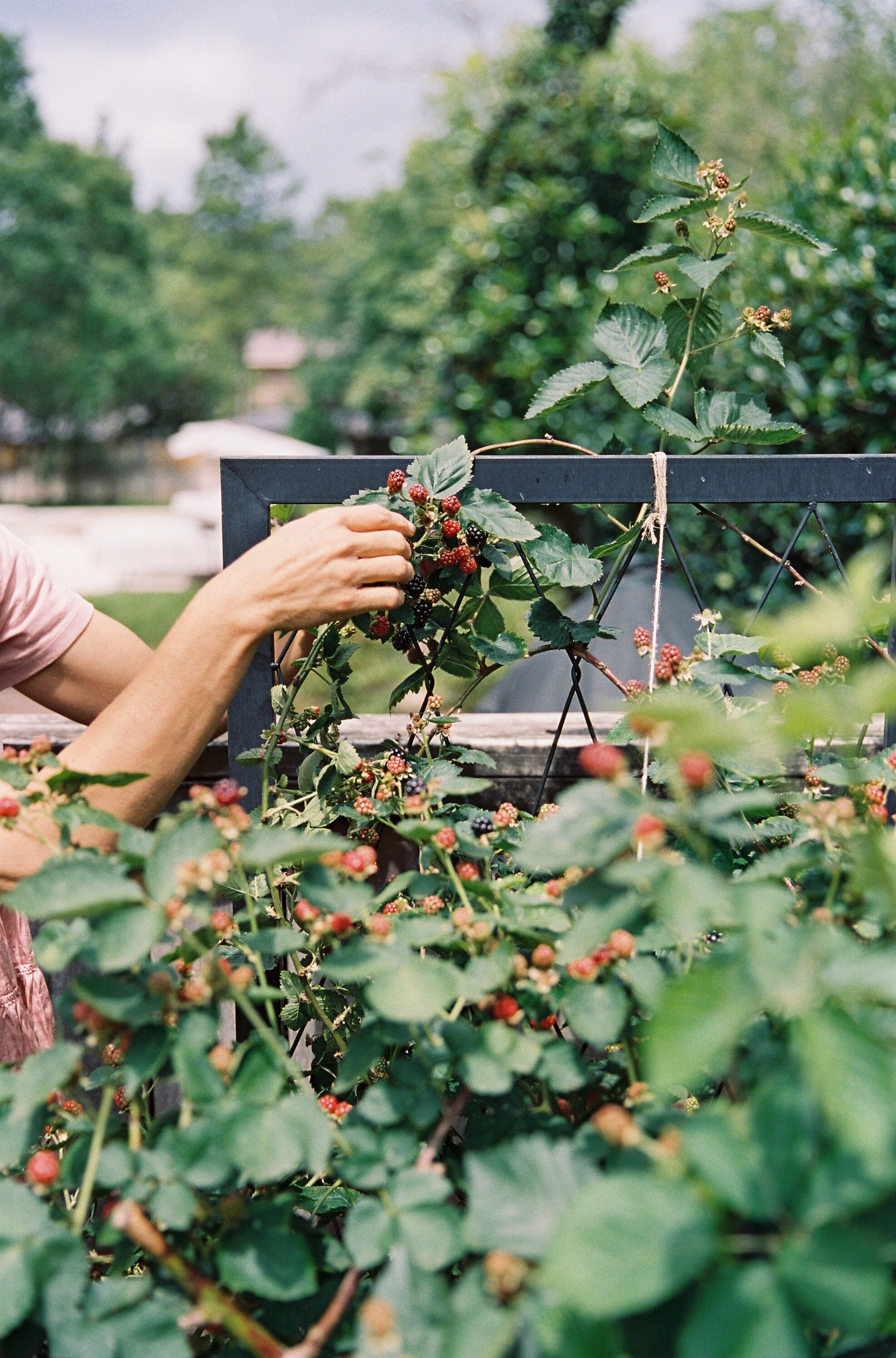 Tips to Grow Blackberries in Houston — Rooted Garden