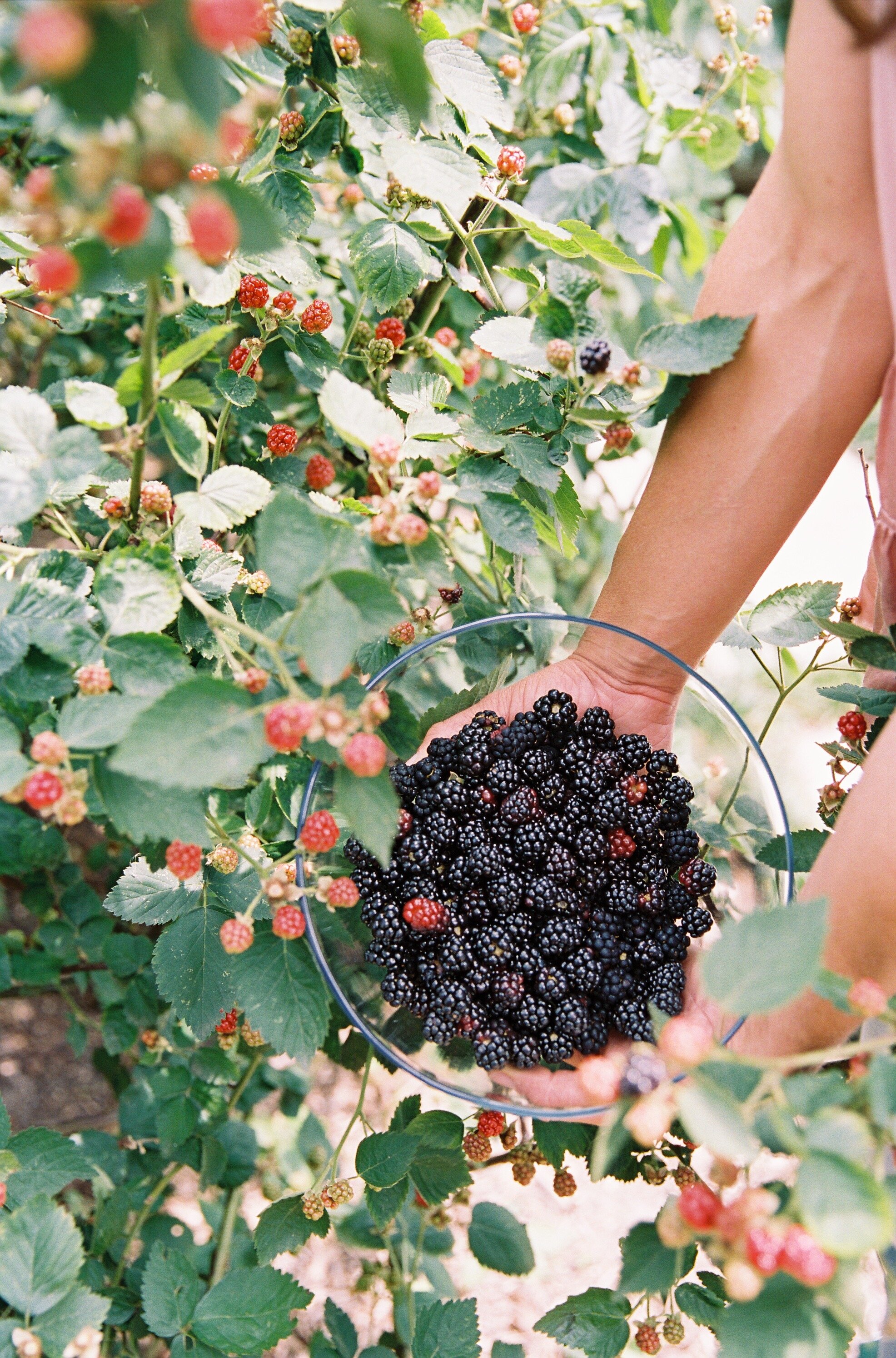 When Should You Plant Blackberries This Season?