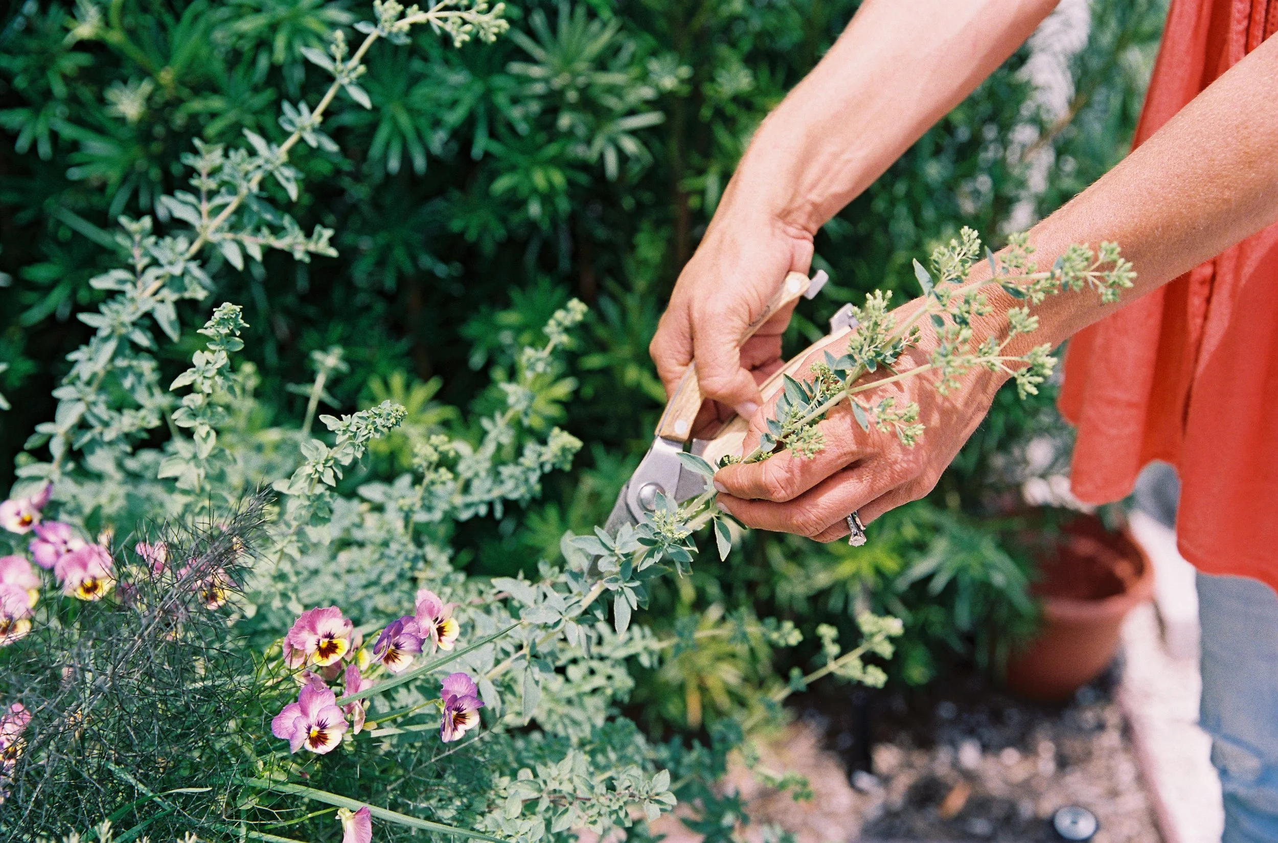 June in the Houston Kitchen Garden