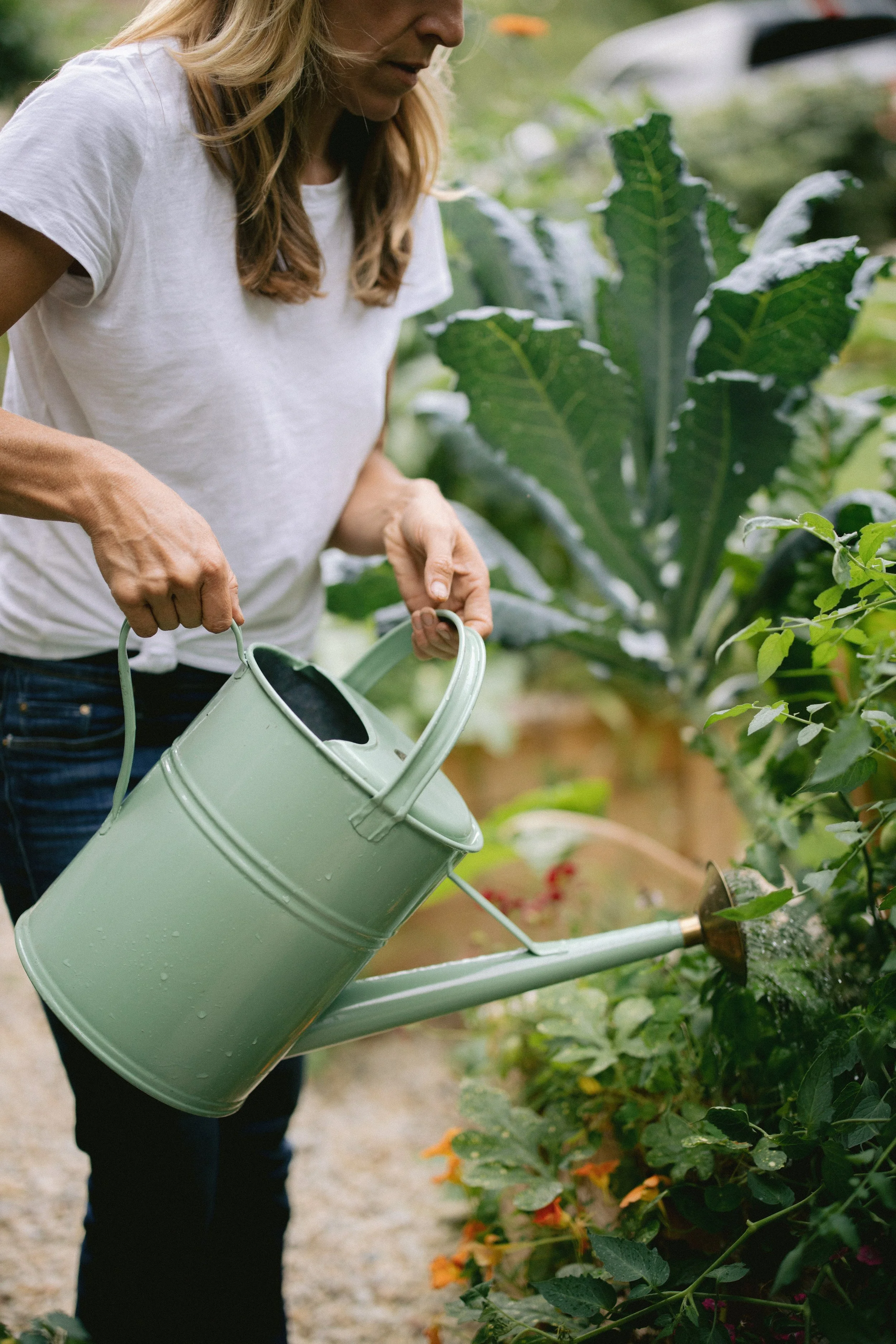 Hot Houston Summer:  Watering Tips