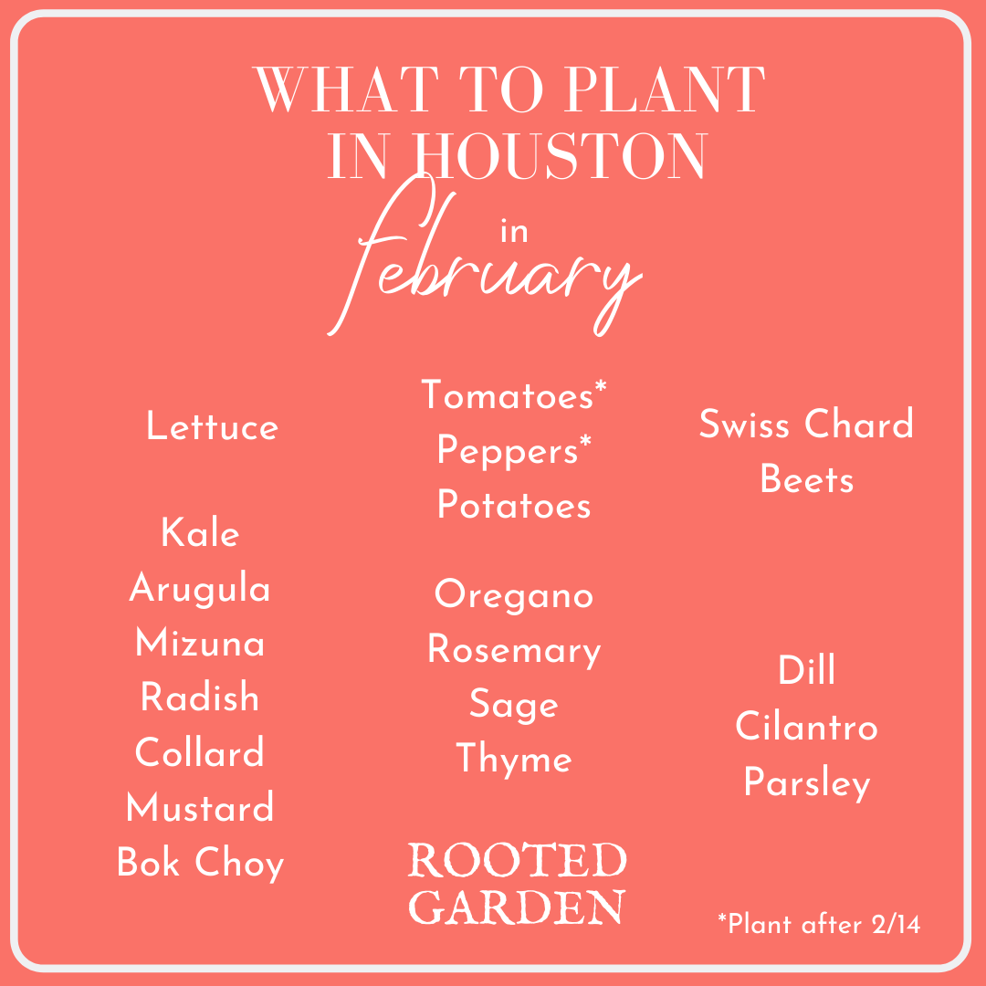 What to Plant in Your Houston Garden in February — Rooted Garden