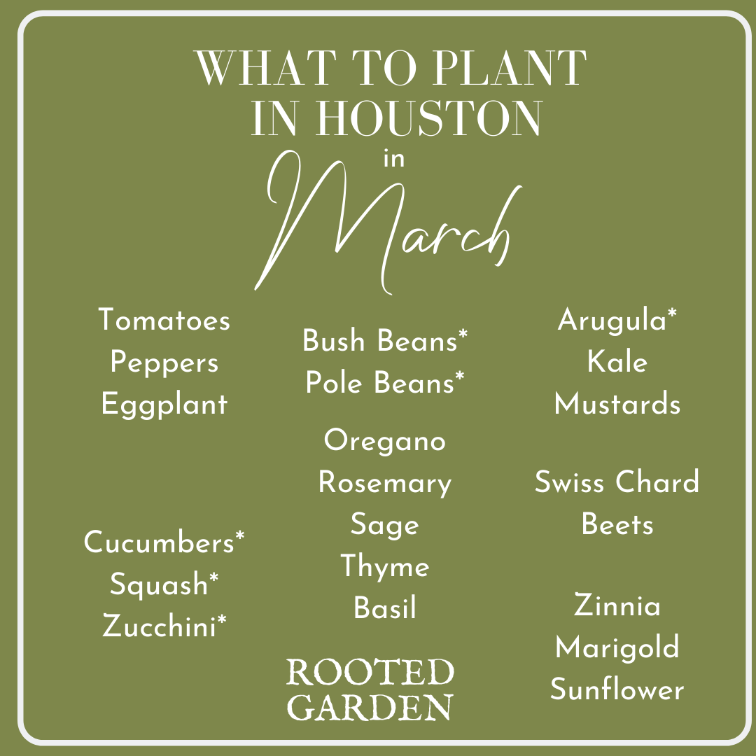 What to Plant in Your Houston Garden in March — Rooted Garden