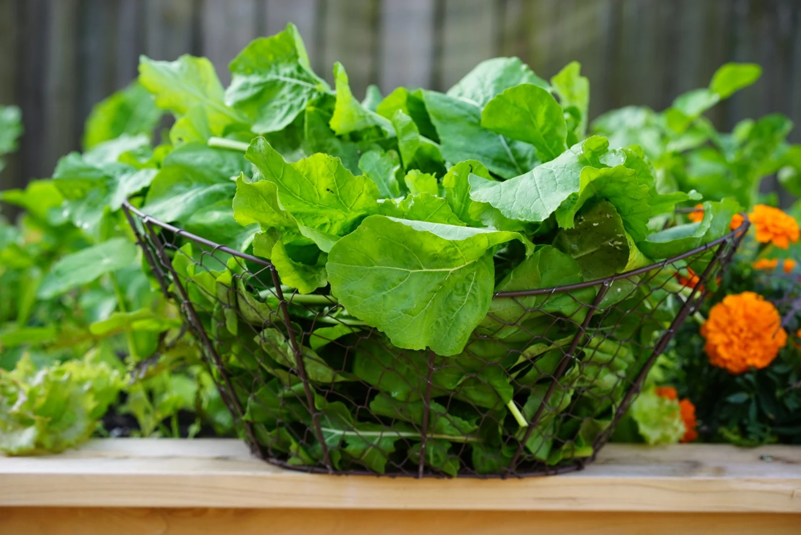 What to Plant in Your Houston Garden in December