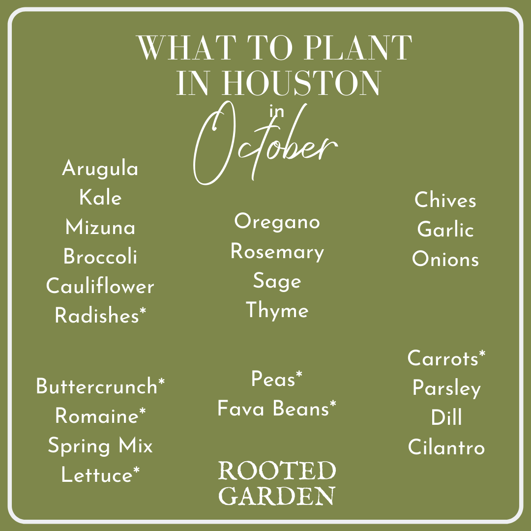 What to Plant in Your Houston Garden in October — Rooted Garden