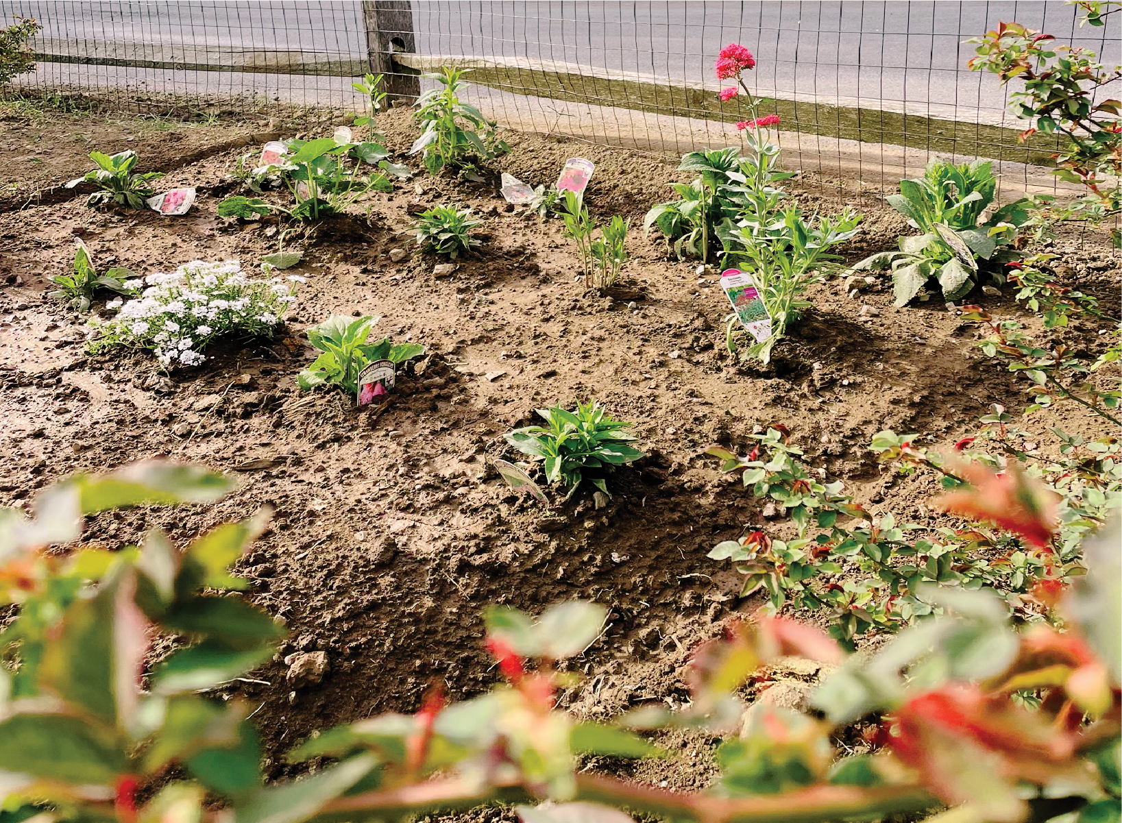 Pollinator Garden