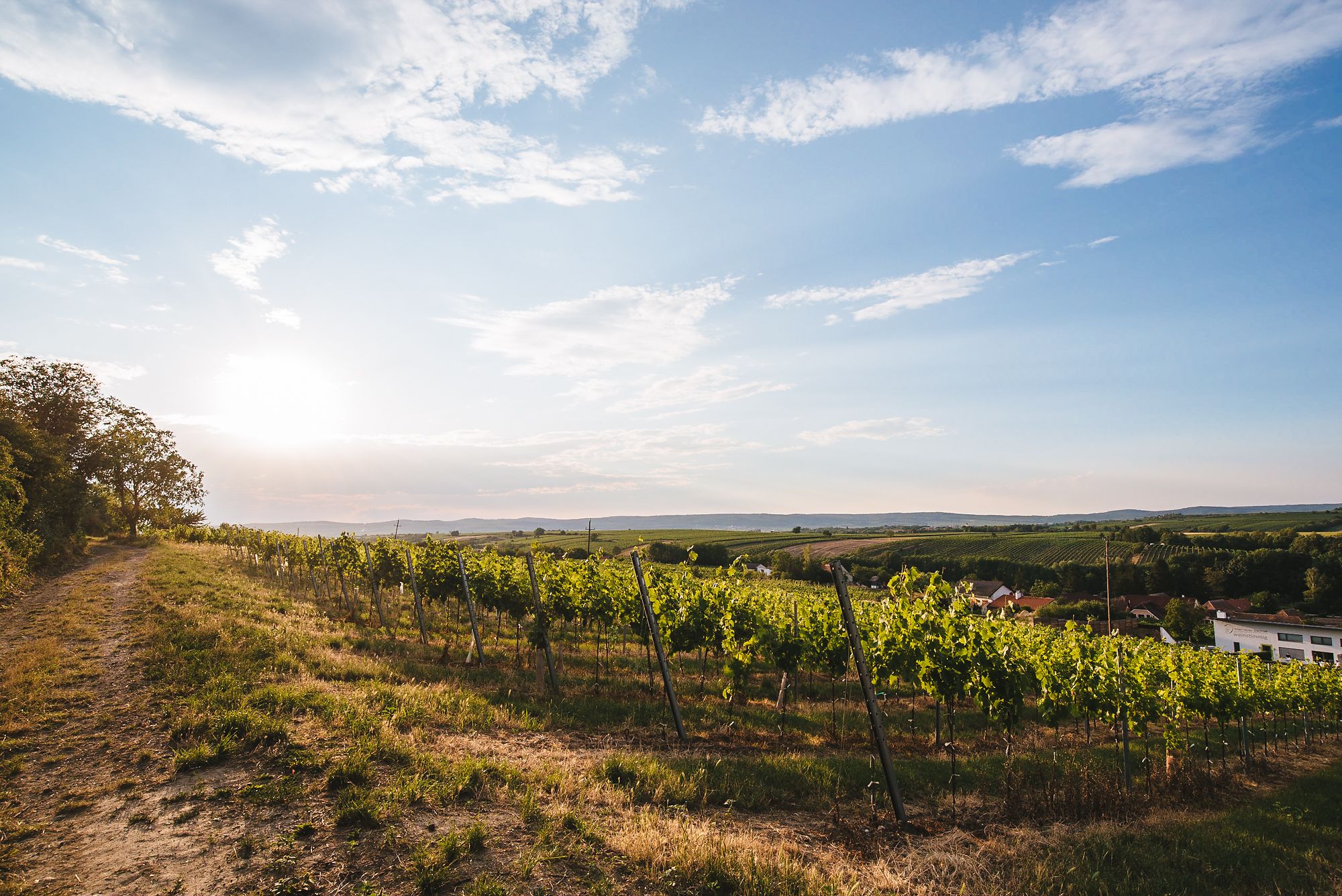 Hochzeit-Weingut-Dworzak-Weinstimmig-48.jpg