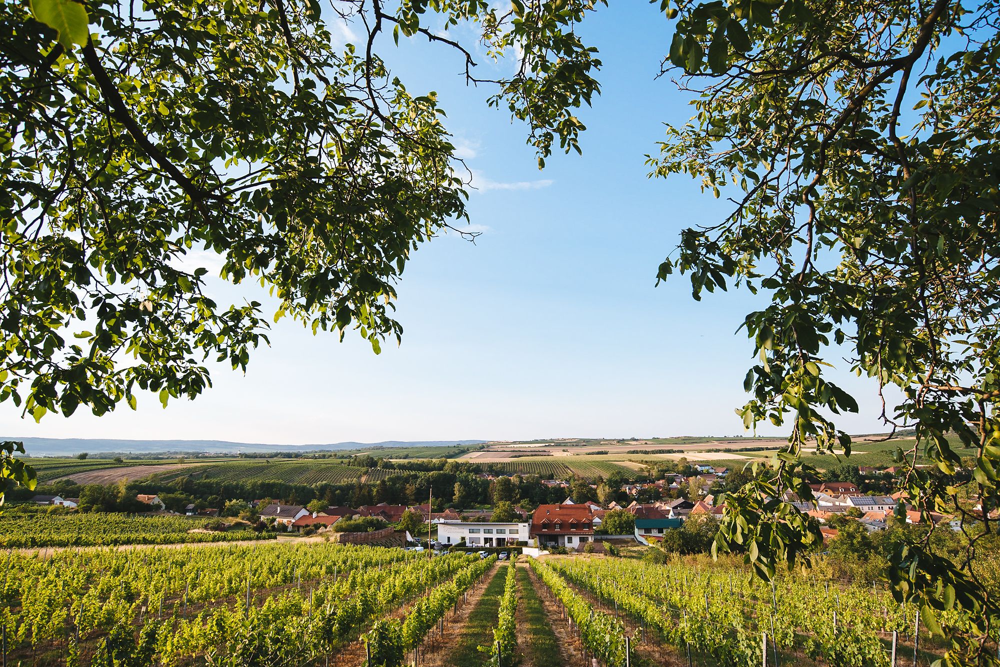 Hochzeit-Weingut-Dworzak-Weinstimmig-47.jpg