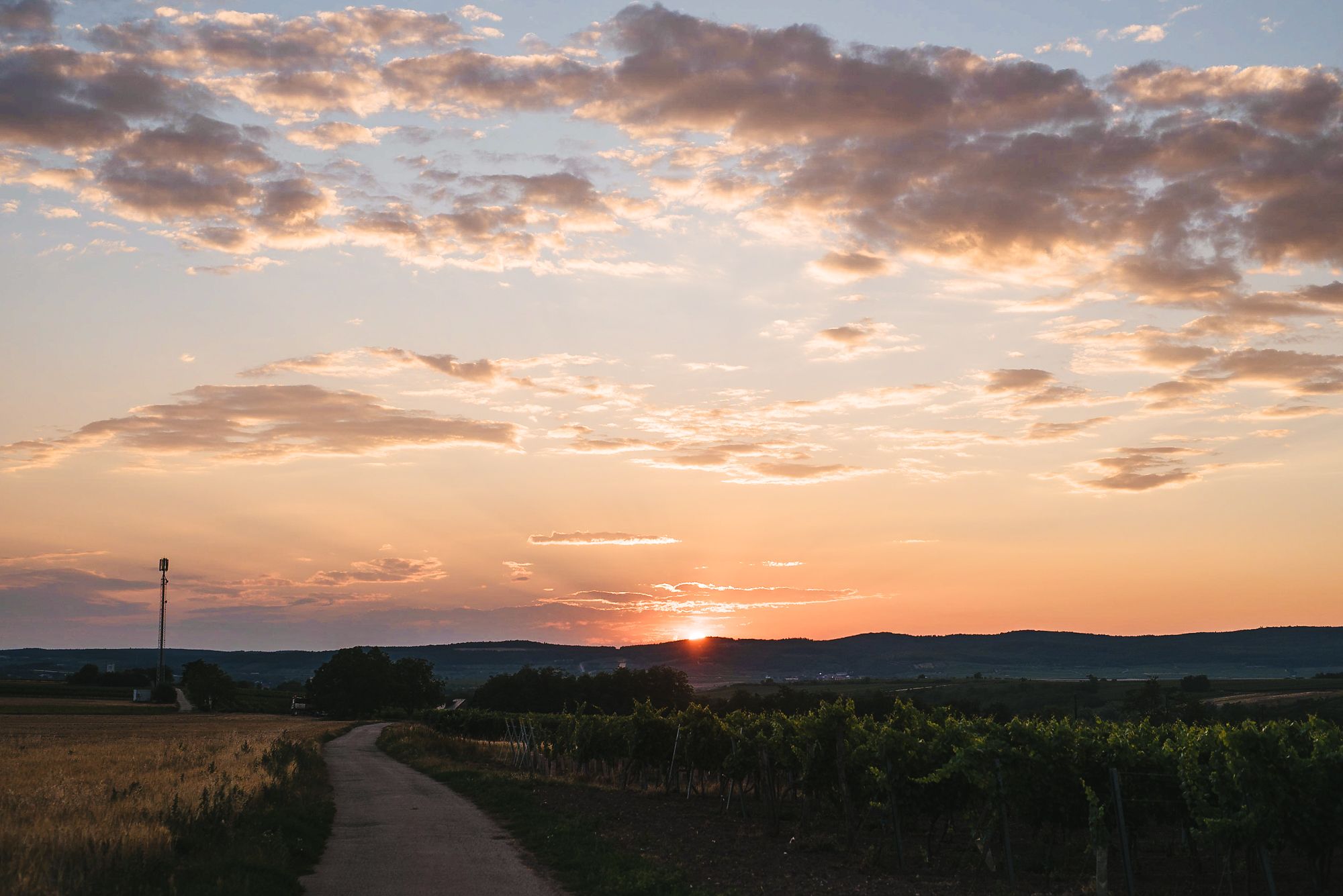 Hochzeit-Weingut-Dworzak-Weinstimmig-61.jpg