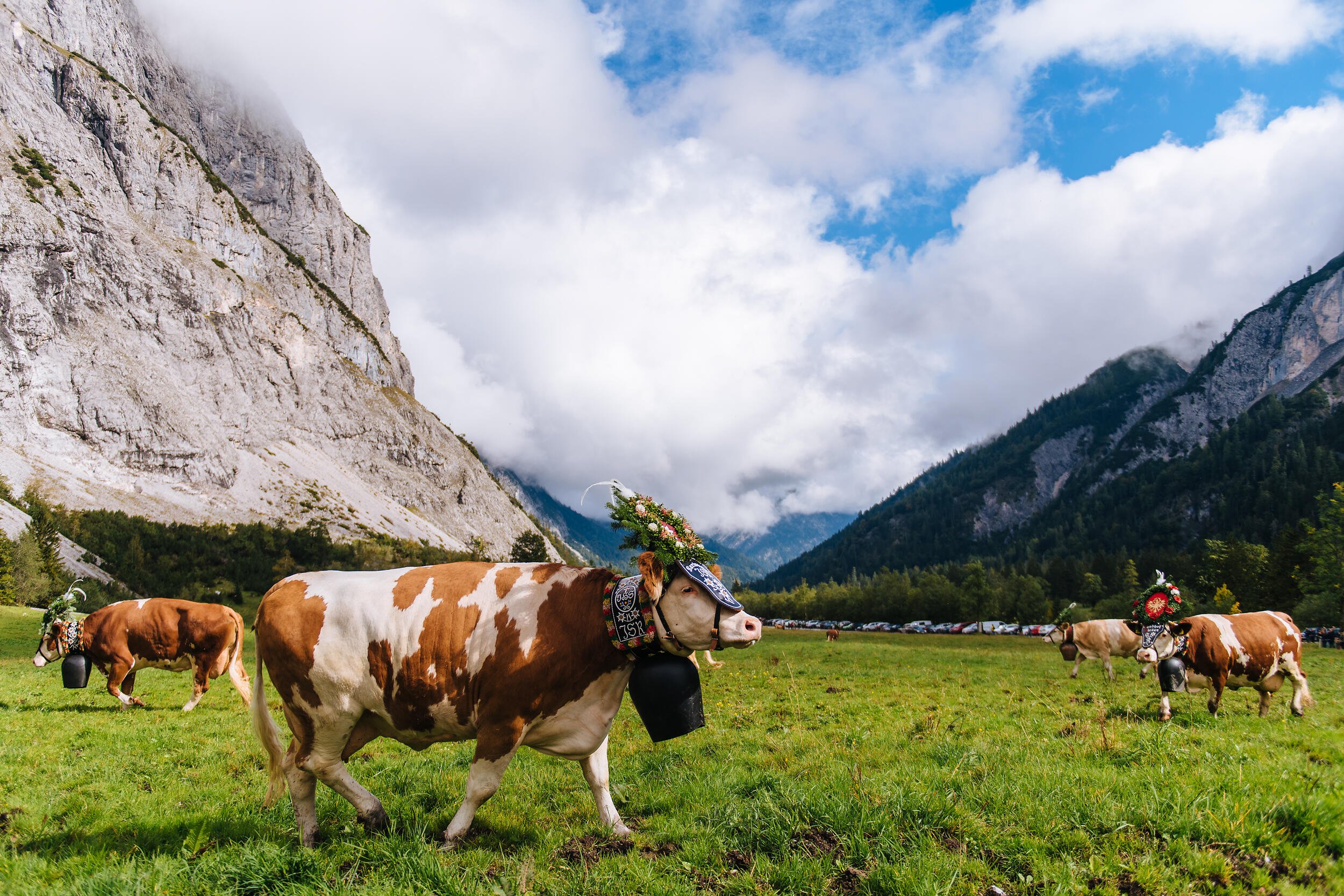 Almabtrieb-Achensee-Gramai-Alm-36.jpg