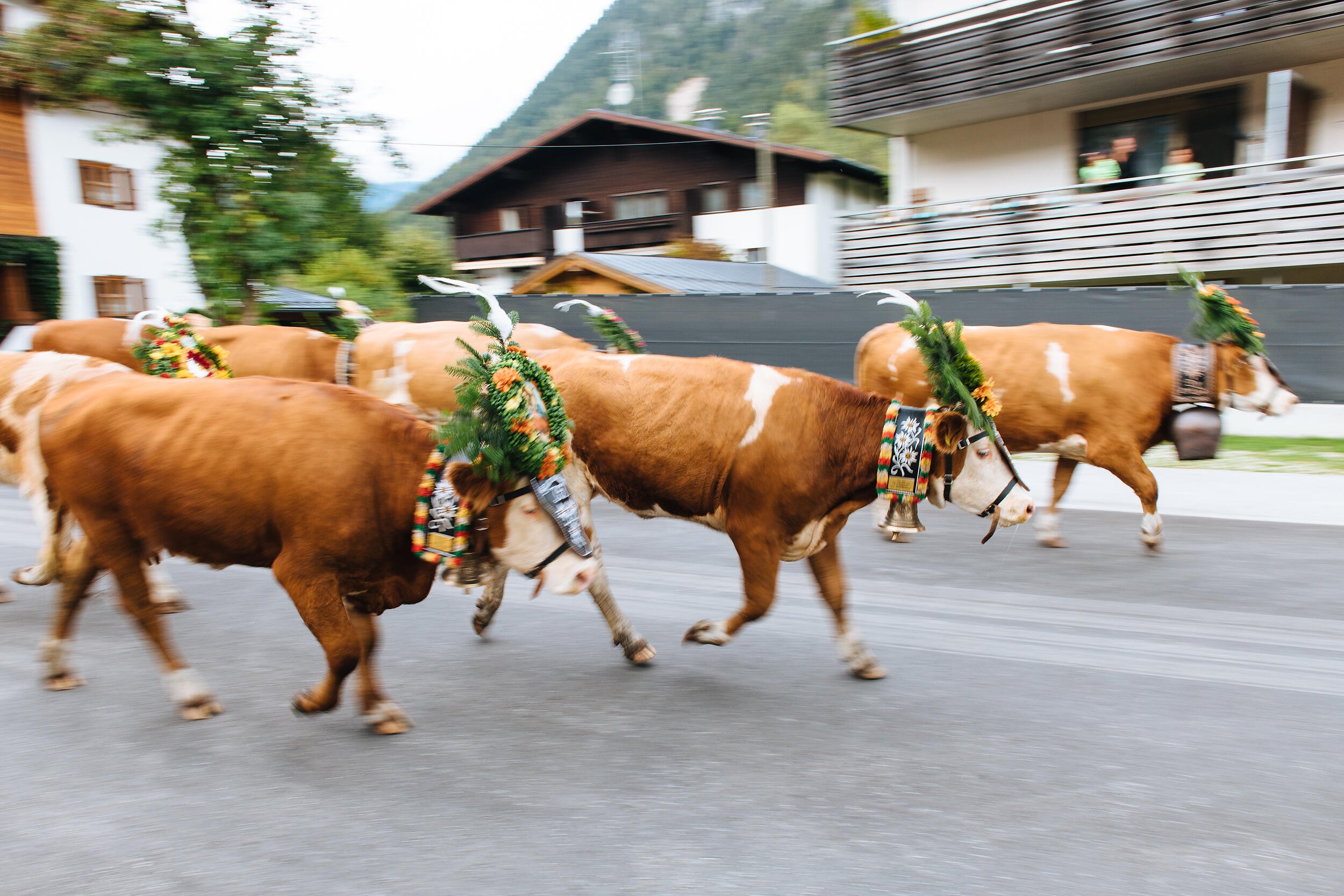 Almabtrieb-Achensee-Gramai-Alm-54.jpg